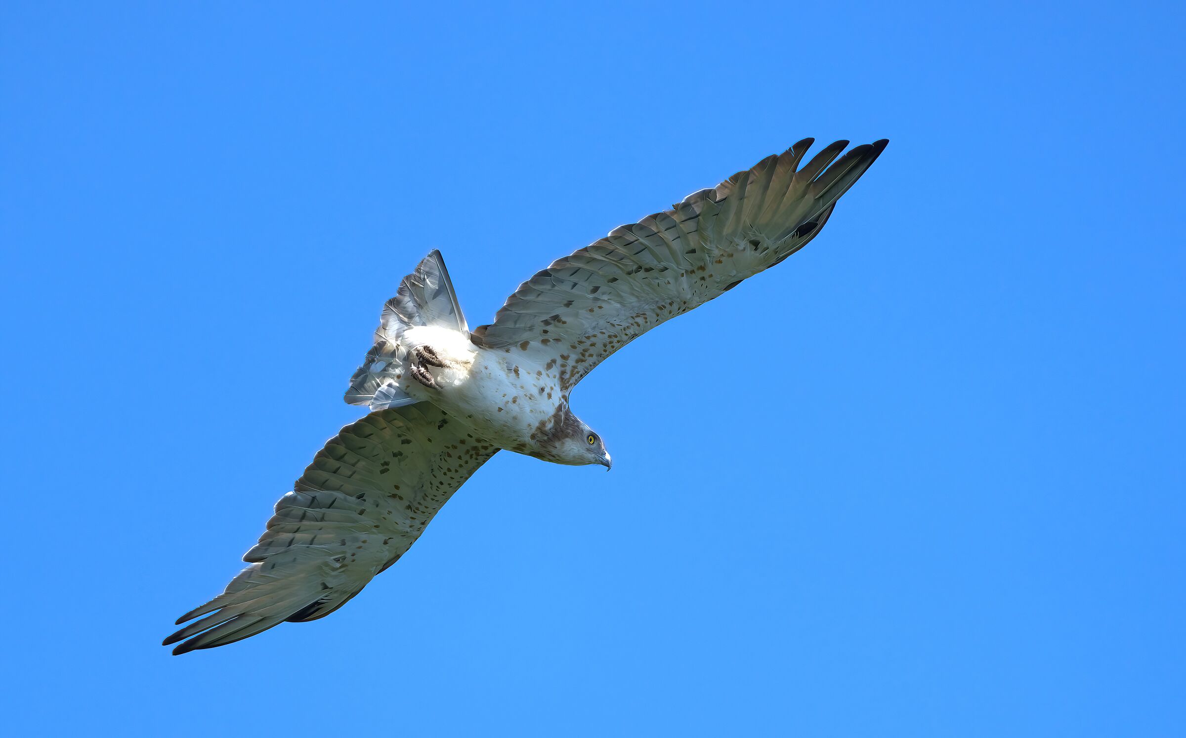 Short-toed Eagle or Snake Eagle