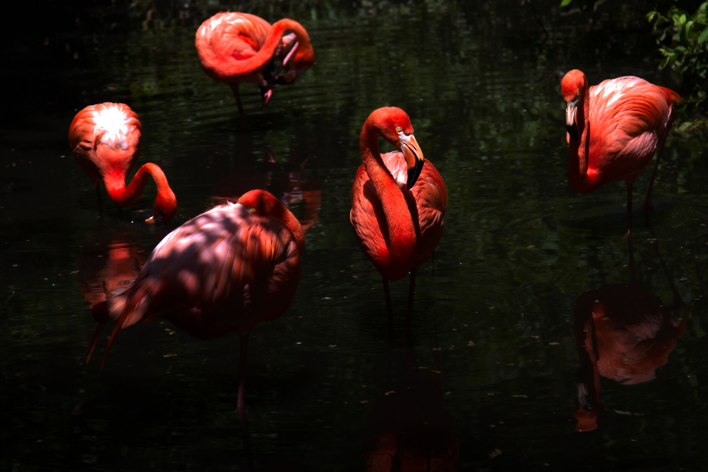 flamingo oasis