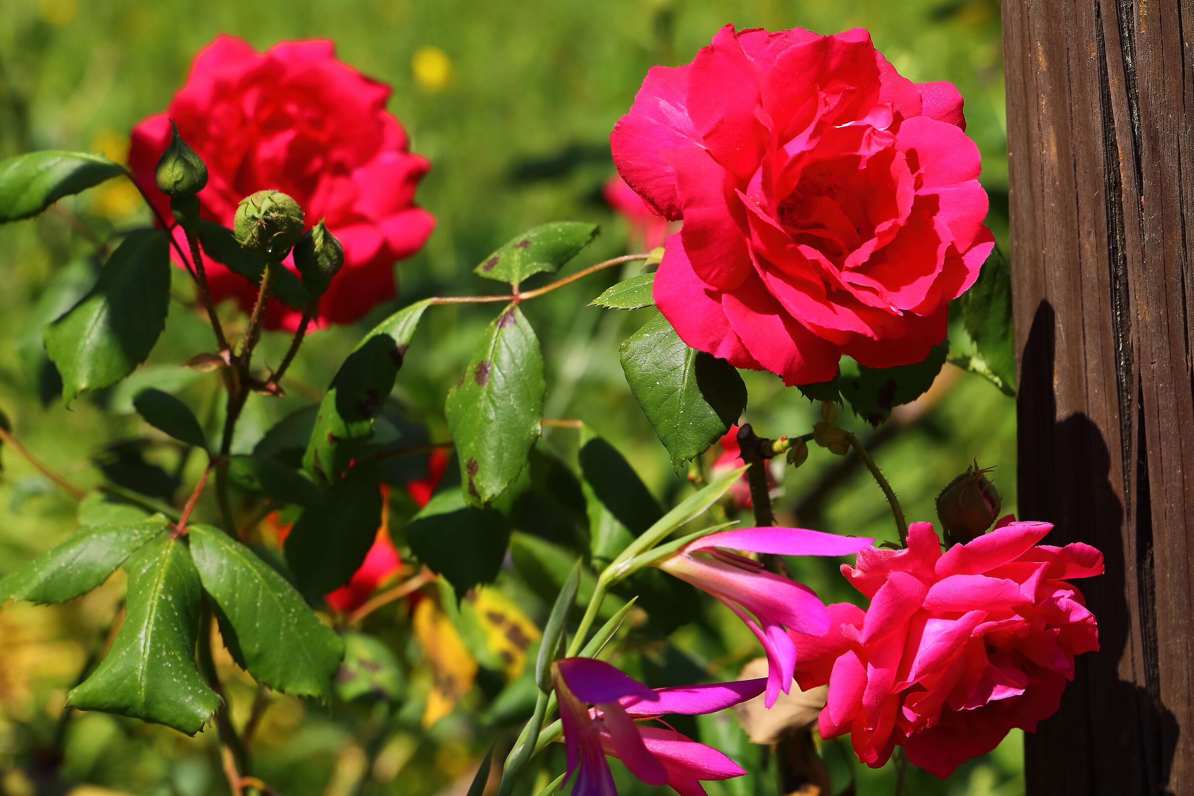 Rose April 20, 2026