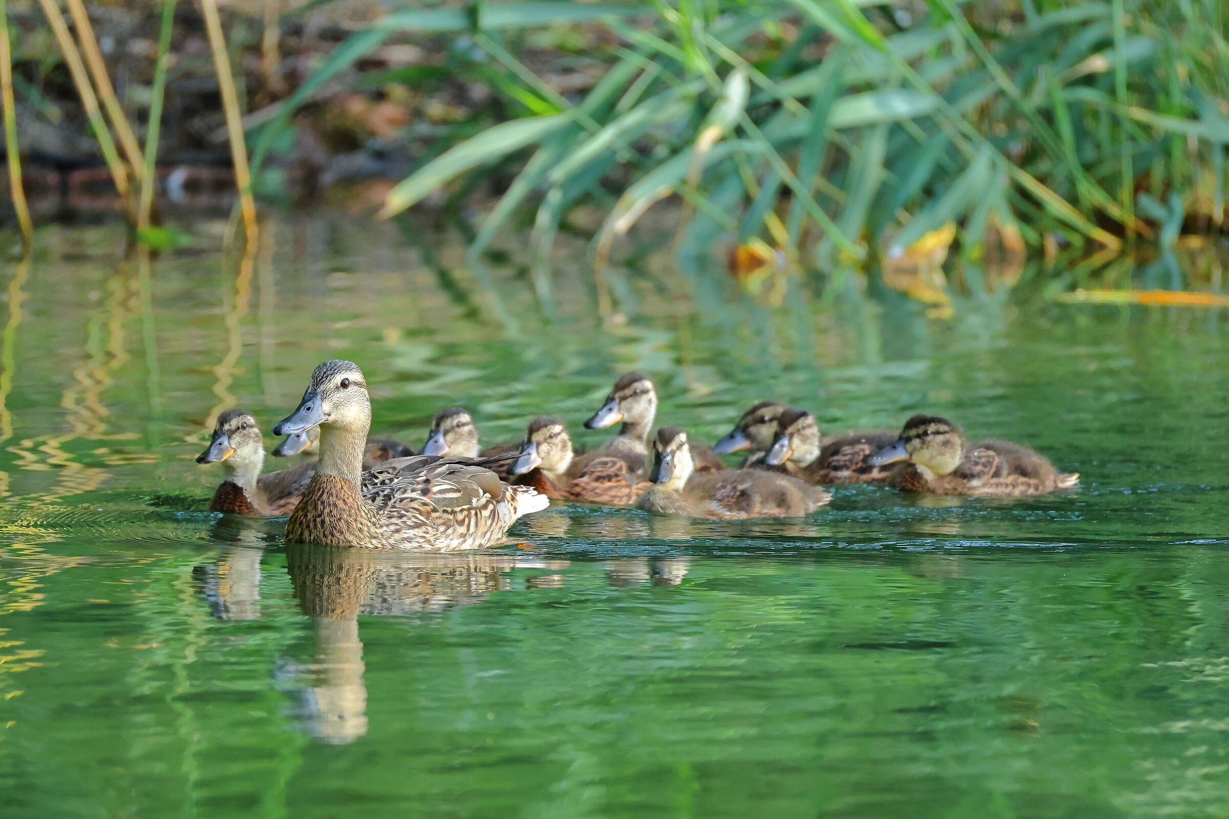 Mother Germano and her 9 chicks!
