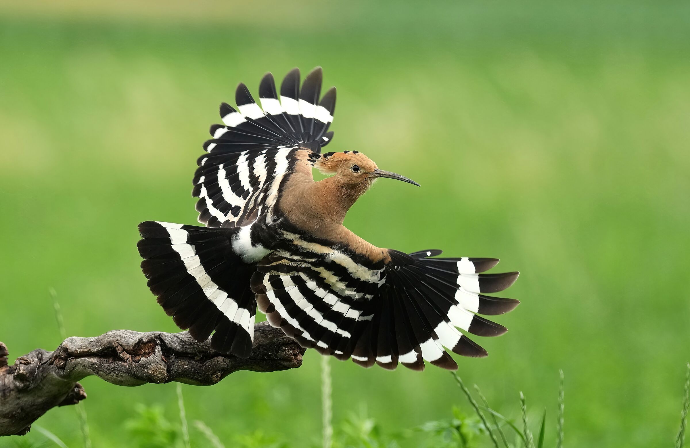 hoopoe