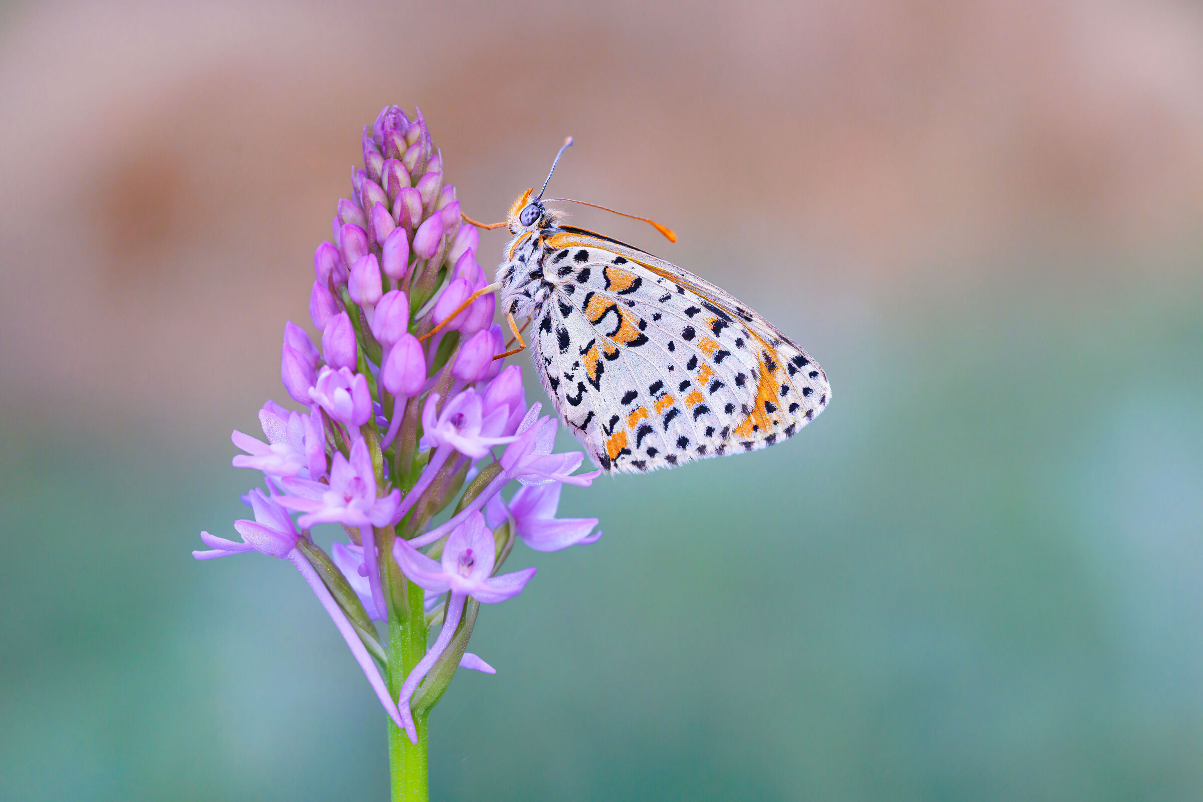 Melitaea didyma