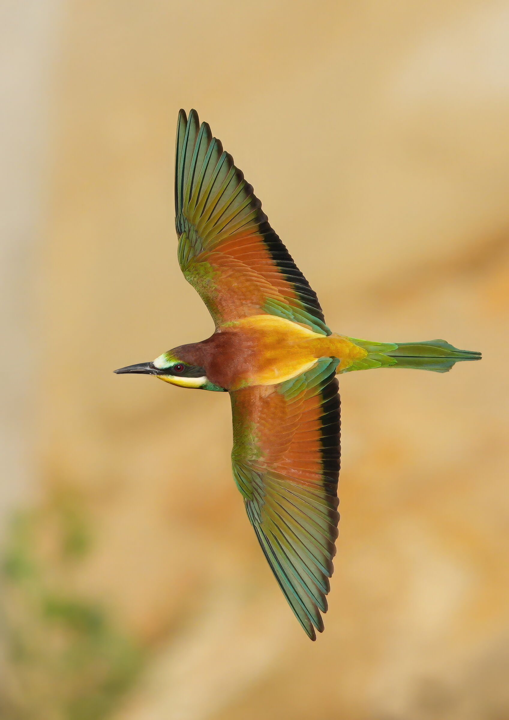 bee-eater