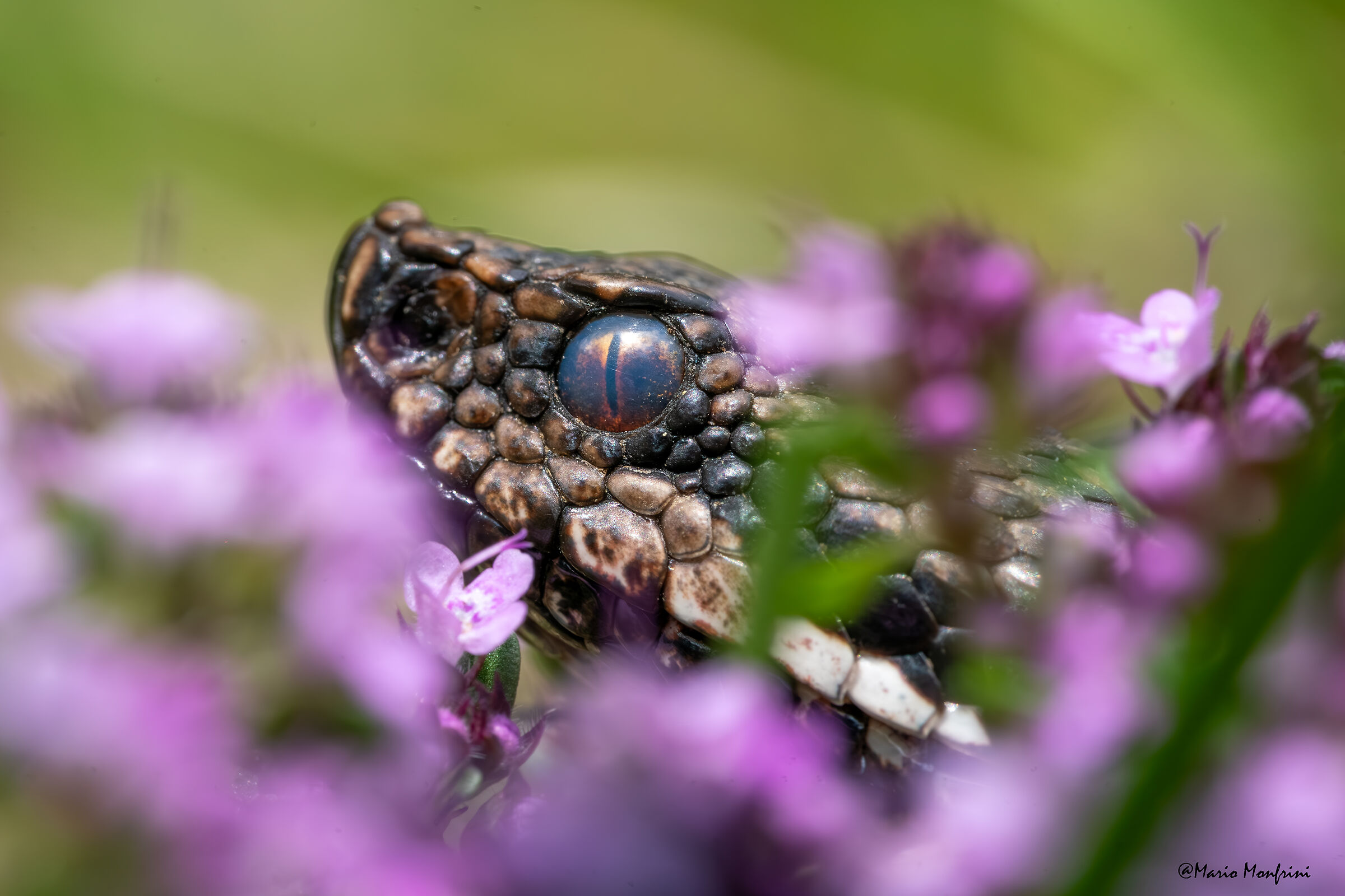 Vipera