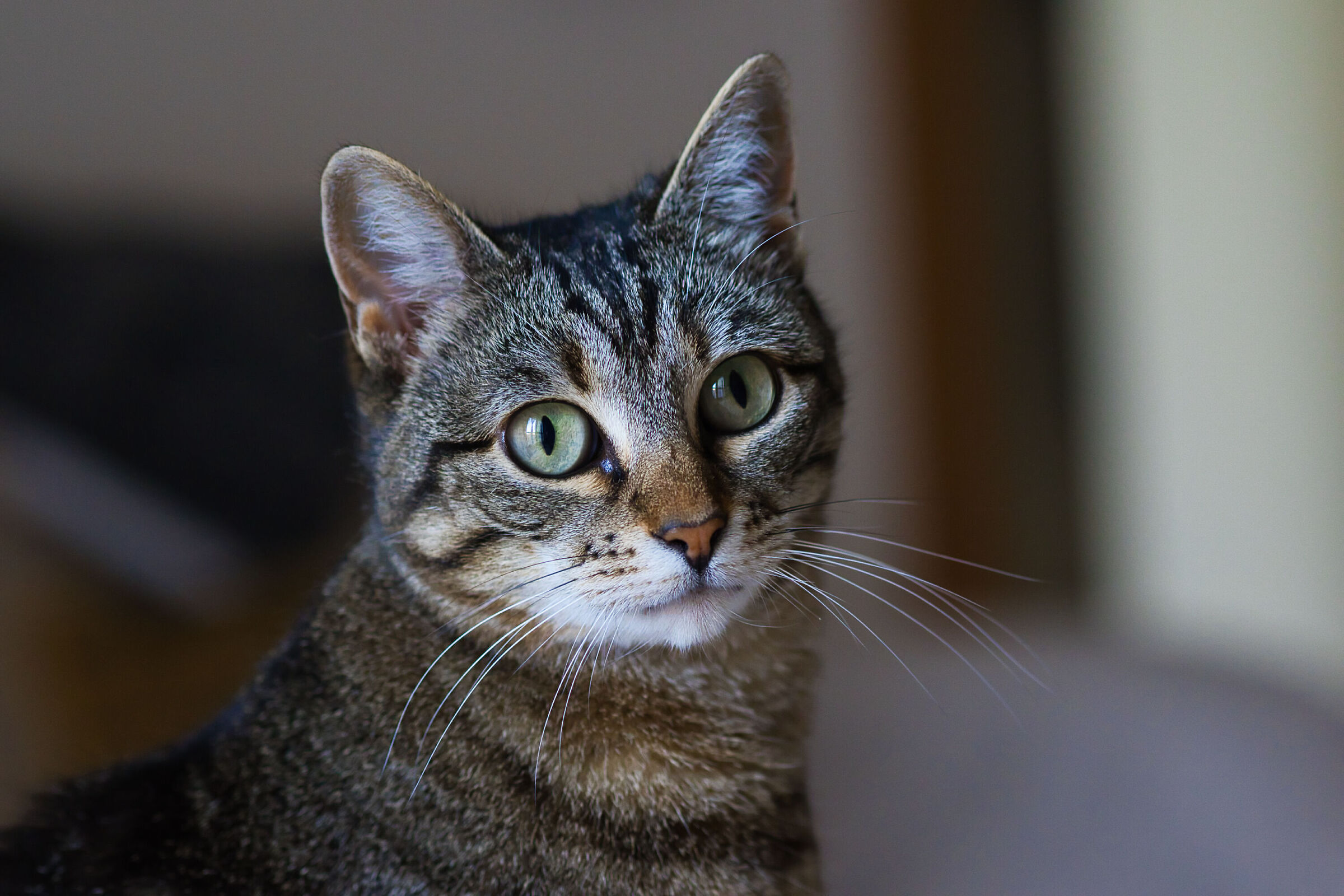 RF 85 F2.0 Test