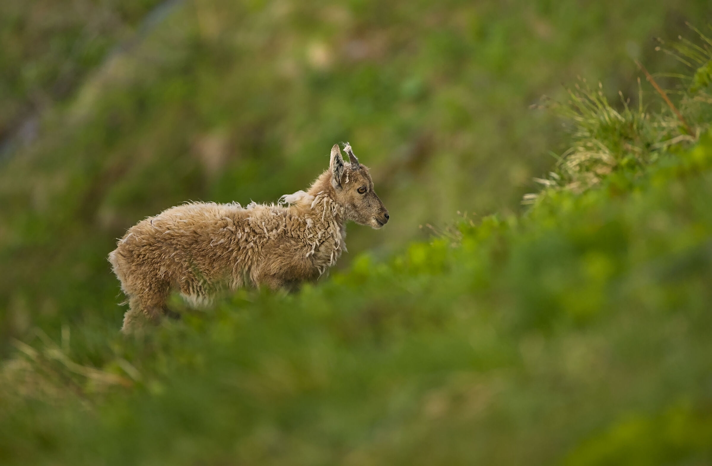 Young ibex