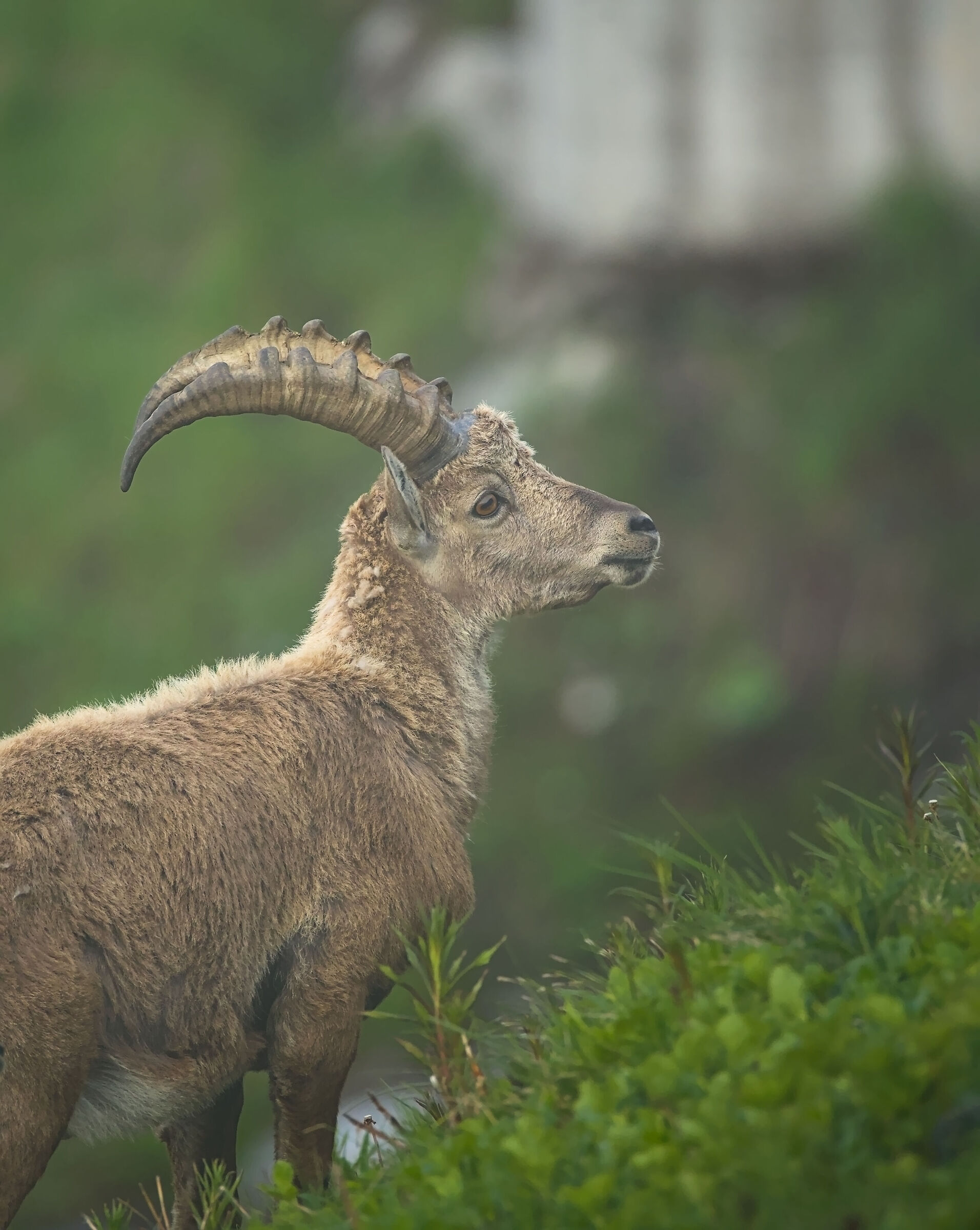Ibex