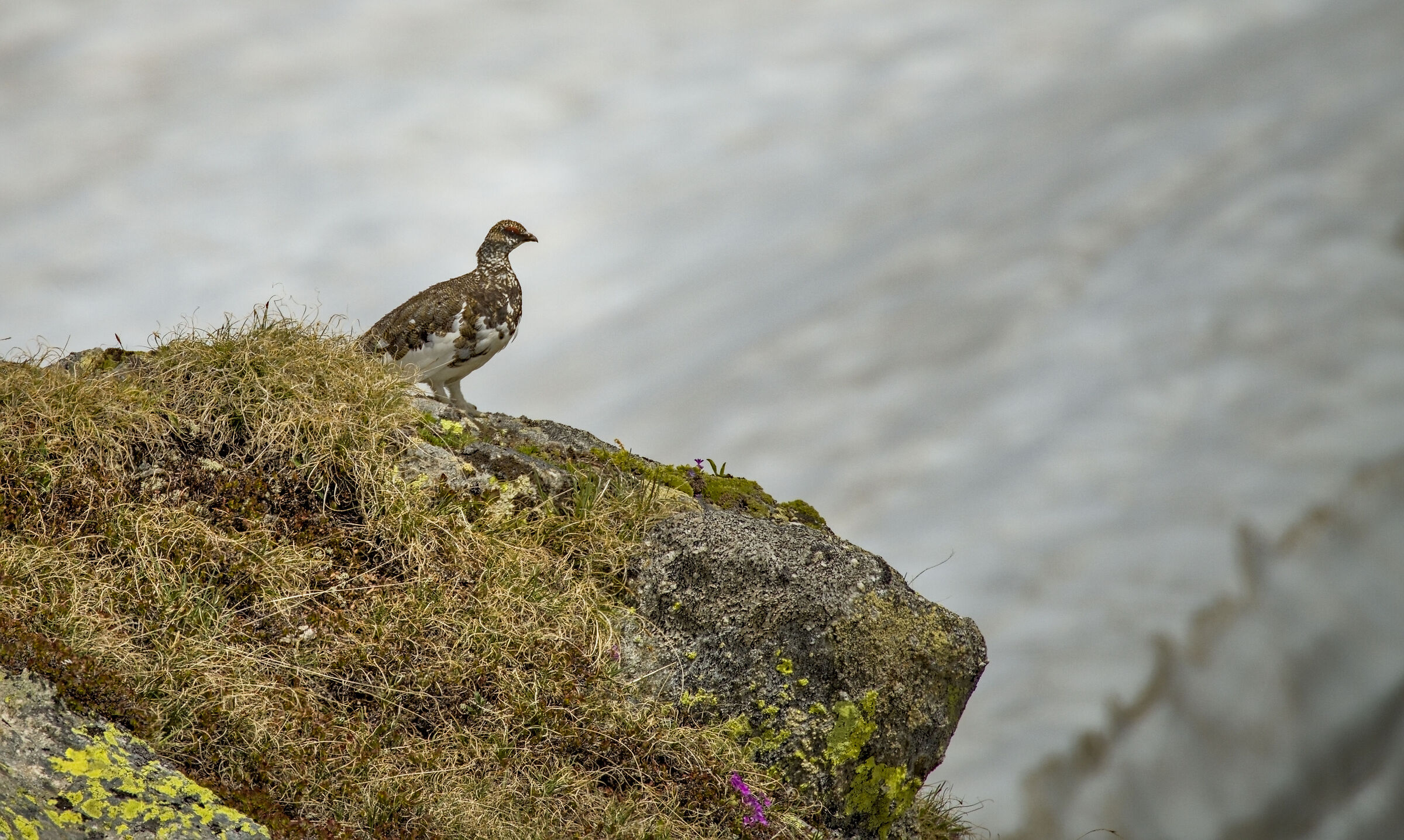 Partridge