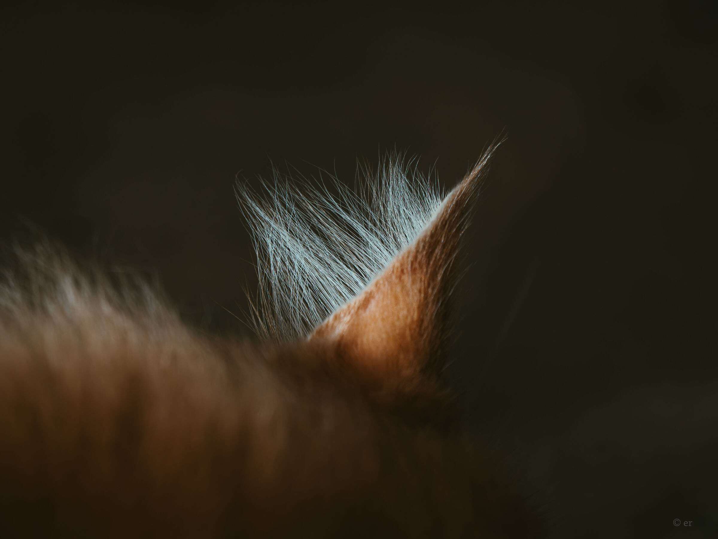 Furry friend