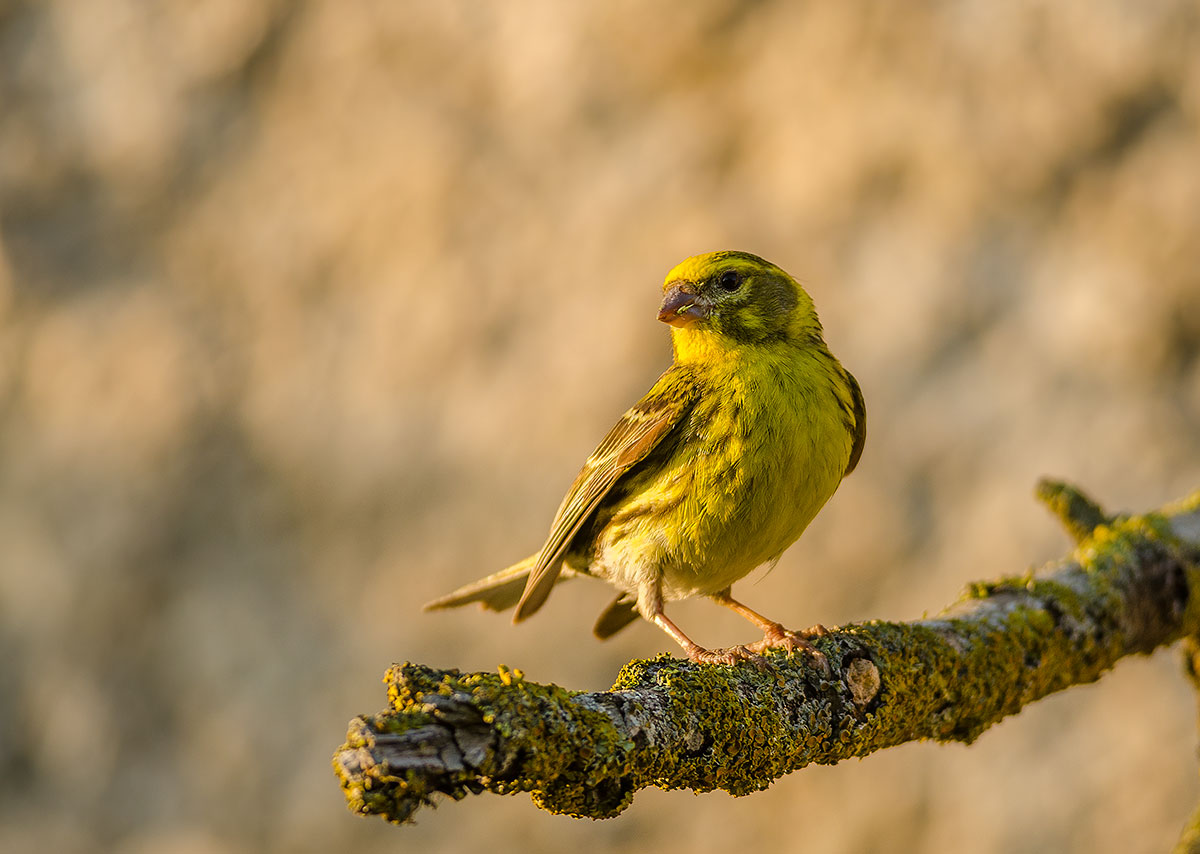 verzellino al tramonto