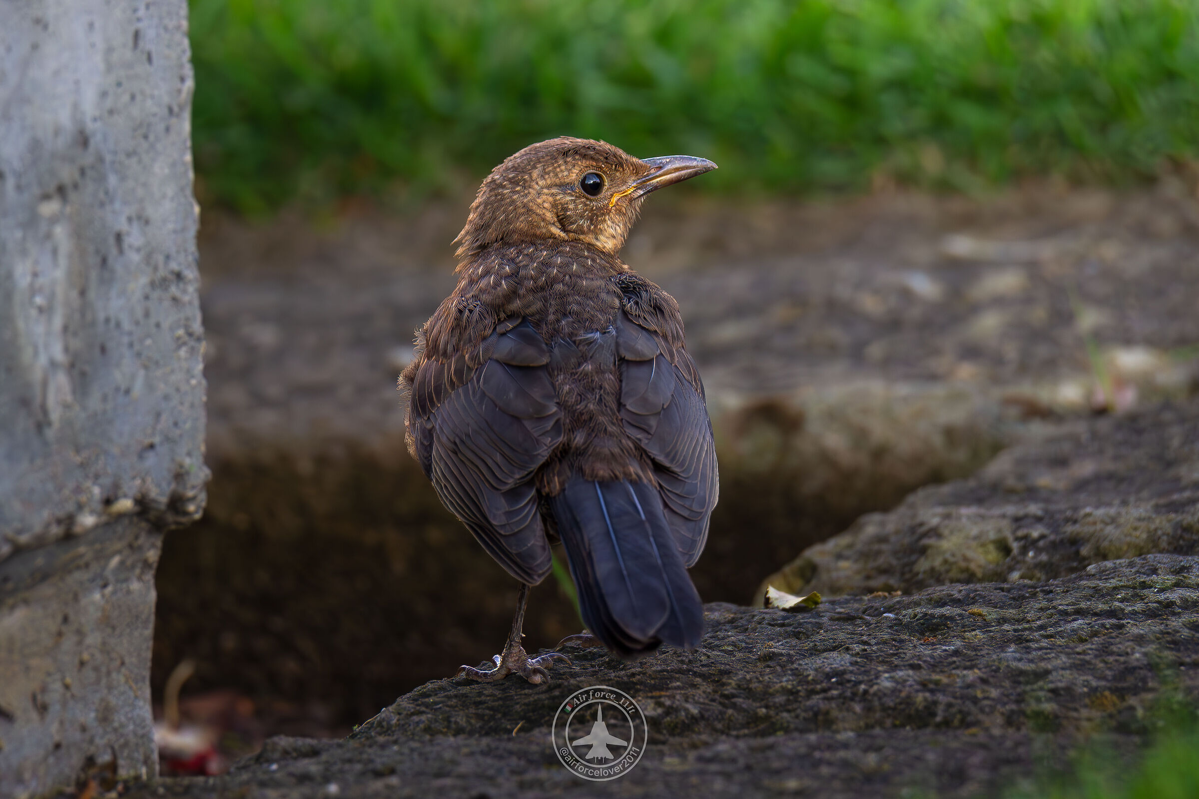 Cute Bird