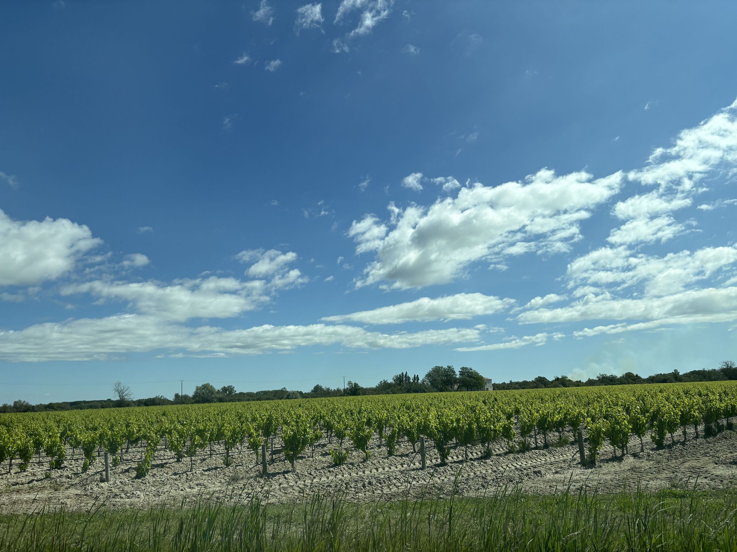 Vauvert vineyards