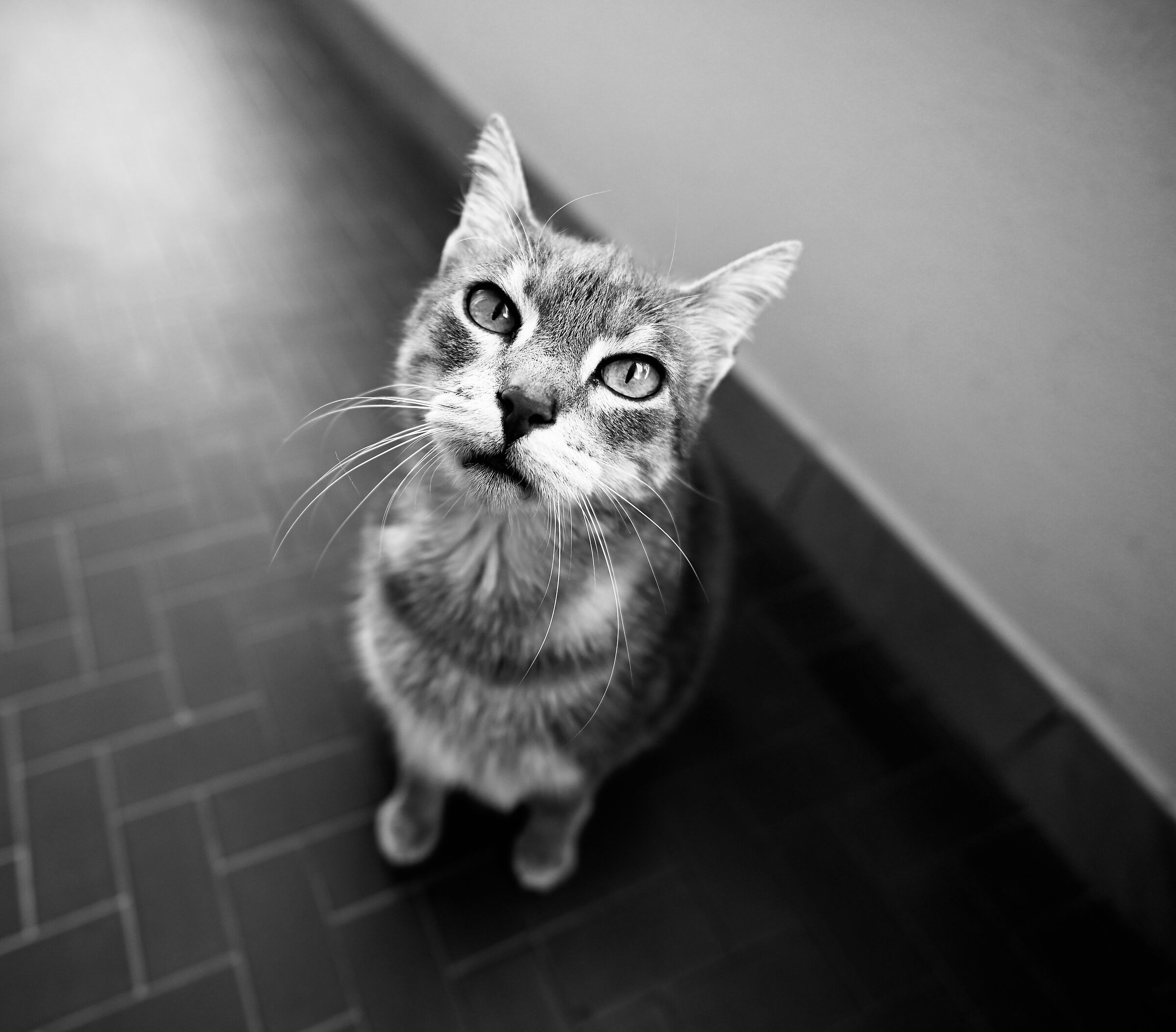 Fufi