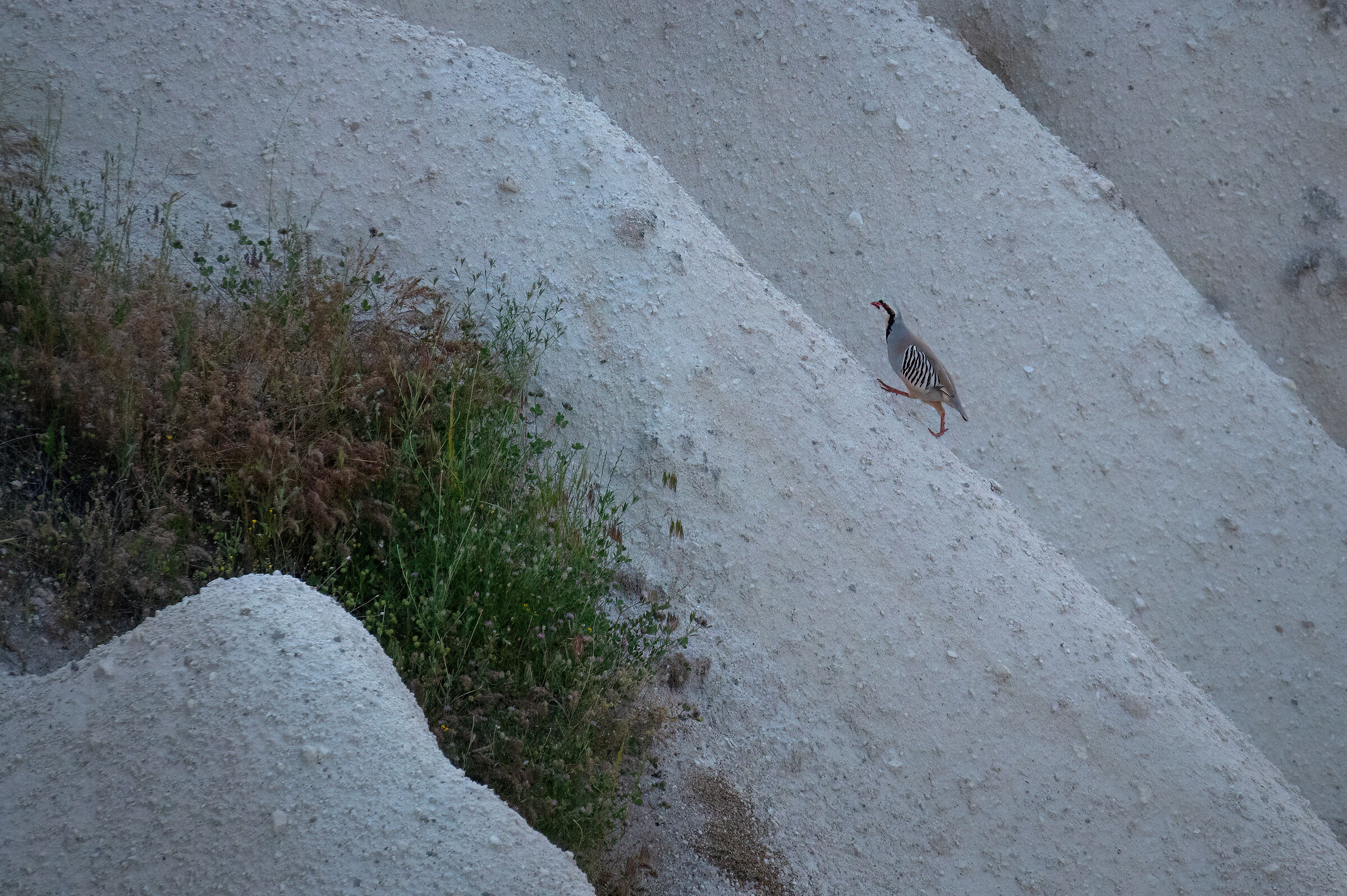 Oriental rock partridge