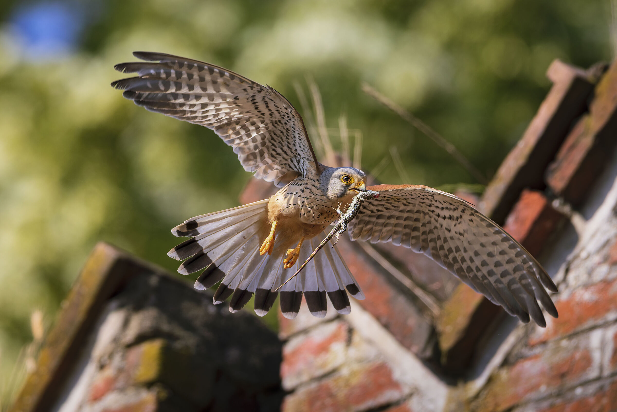 Kestrel with lizard