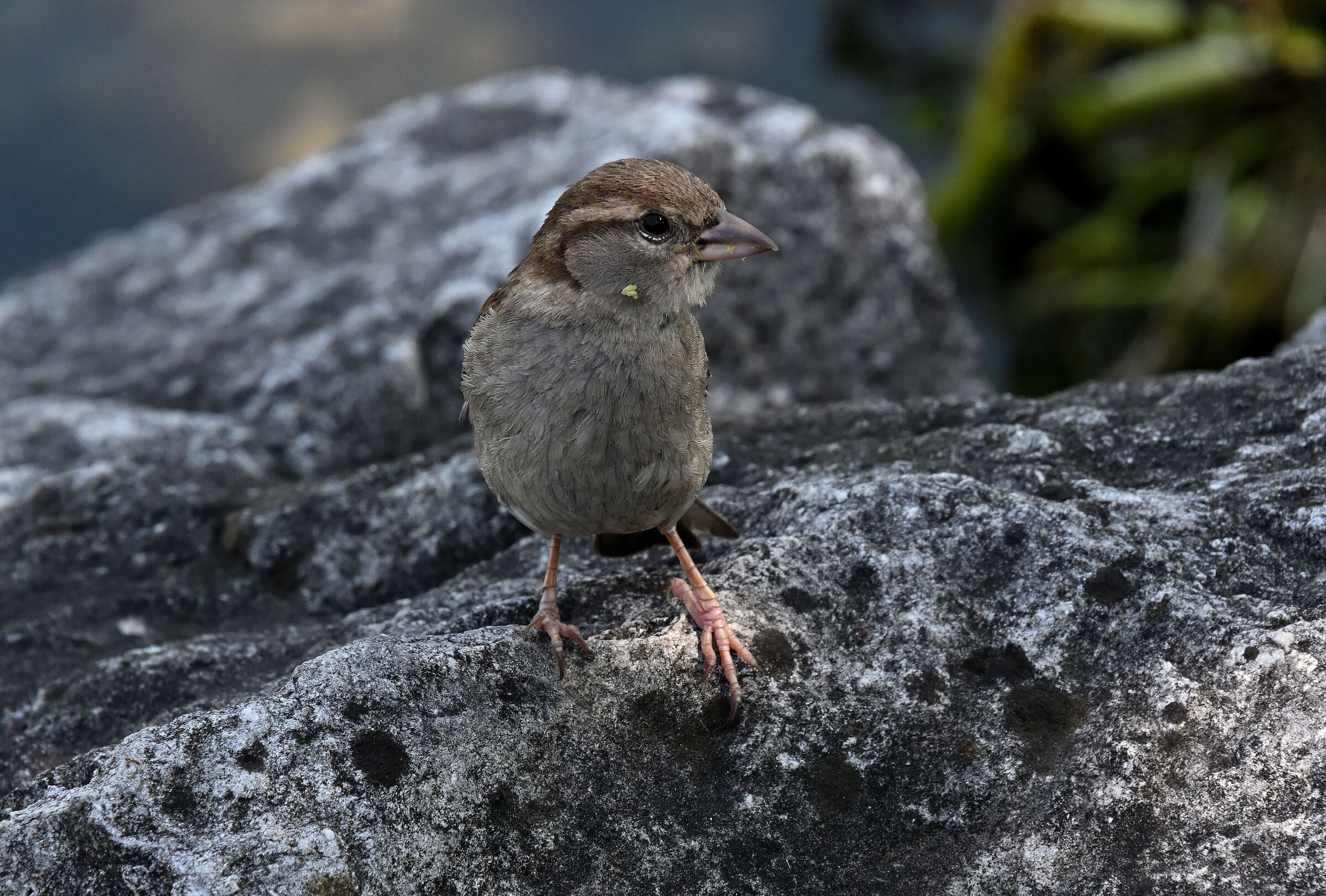 Hungry Sparrow