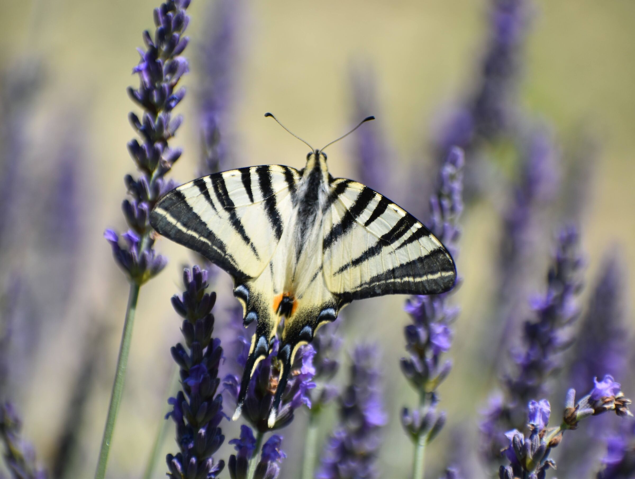 Farfalla e lavanda