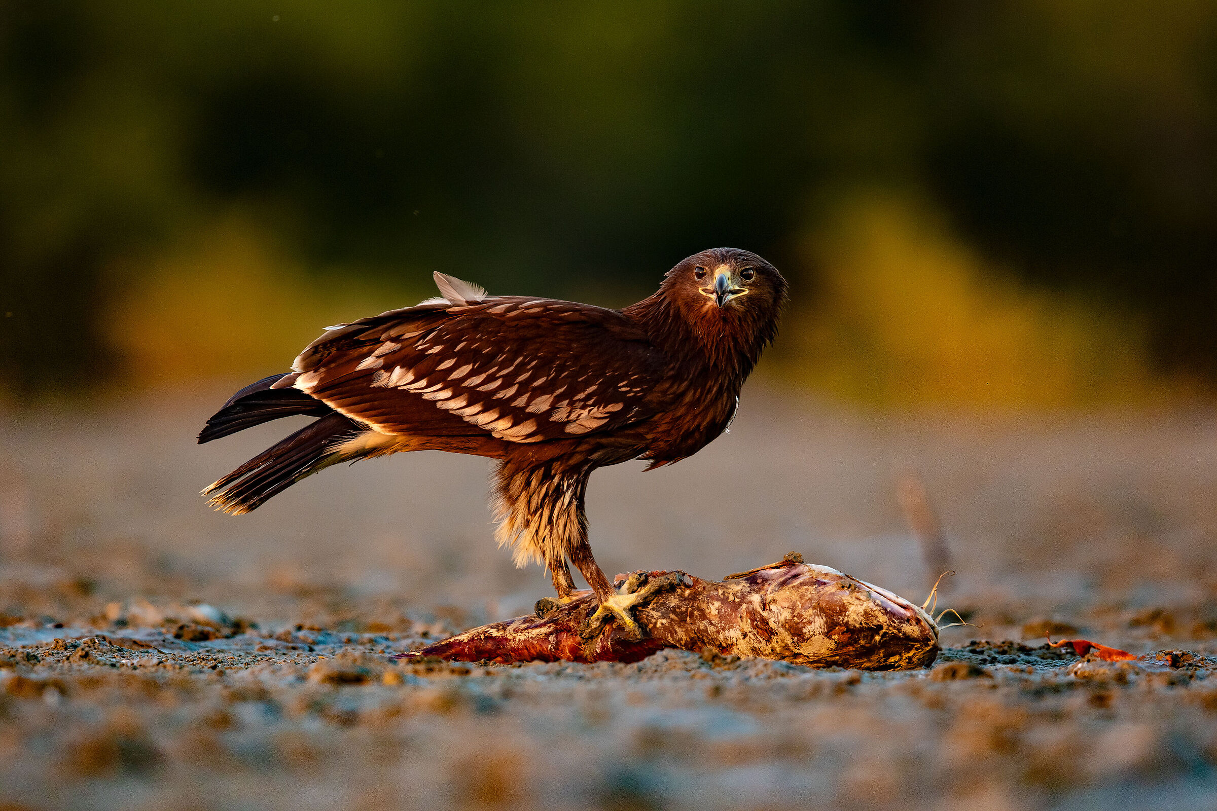 Great spotted eagle