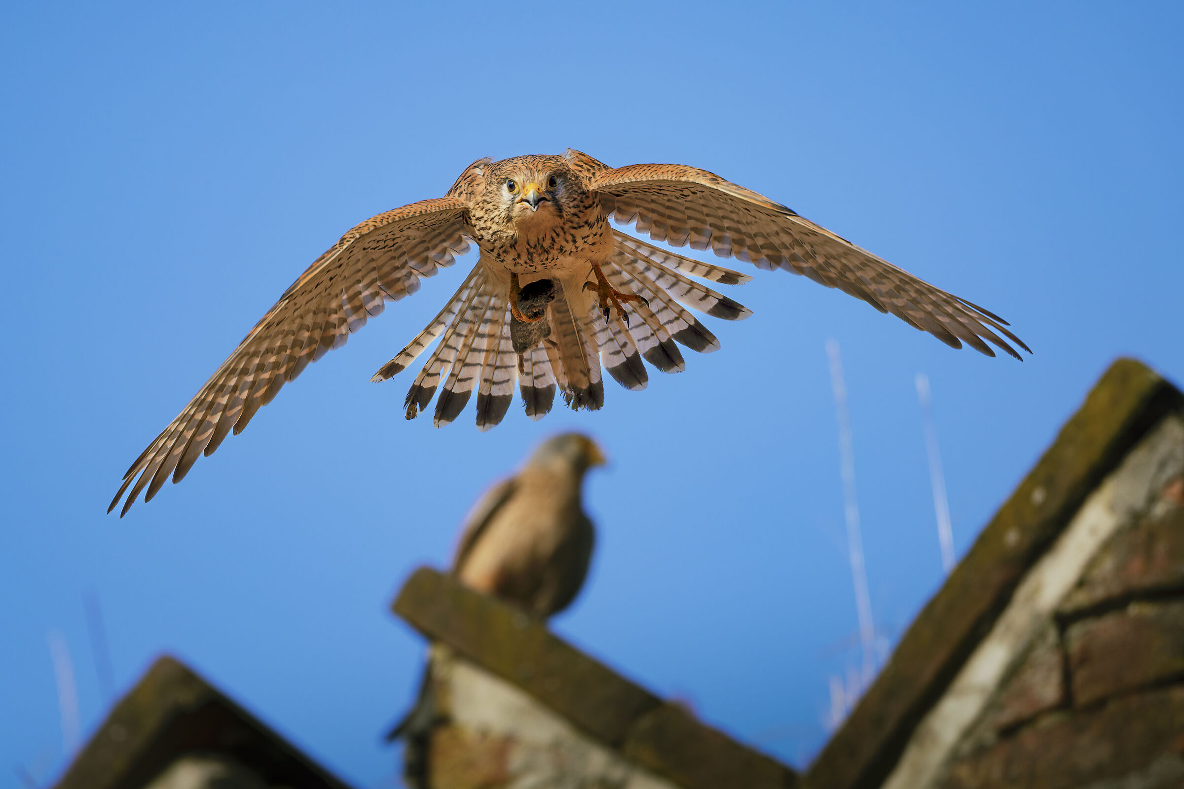 Female kestrel with prey