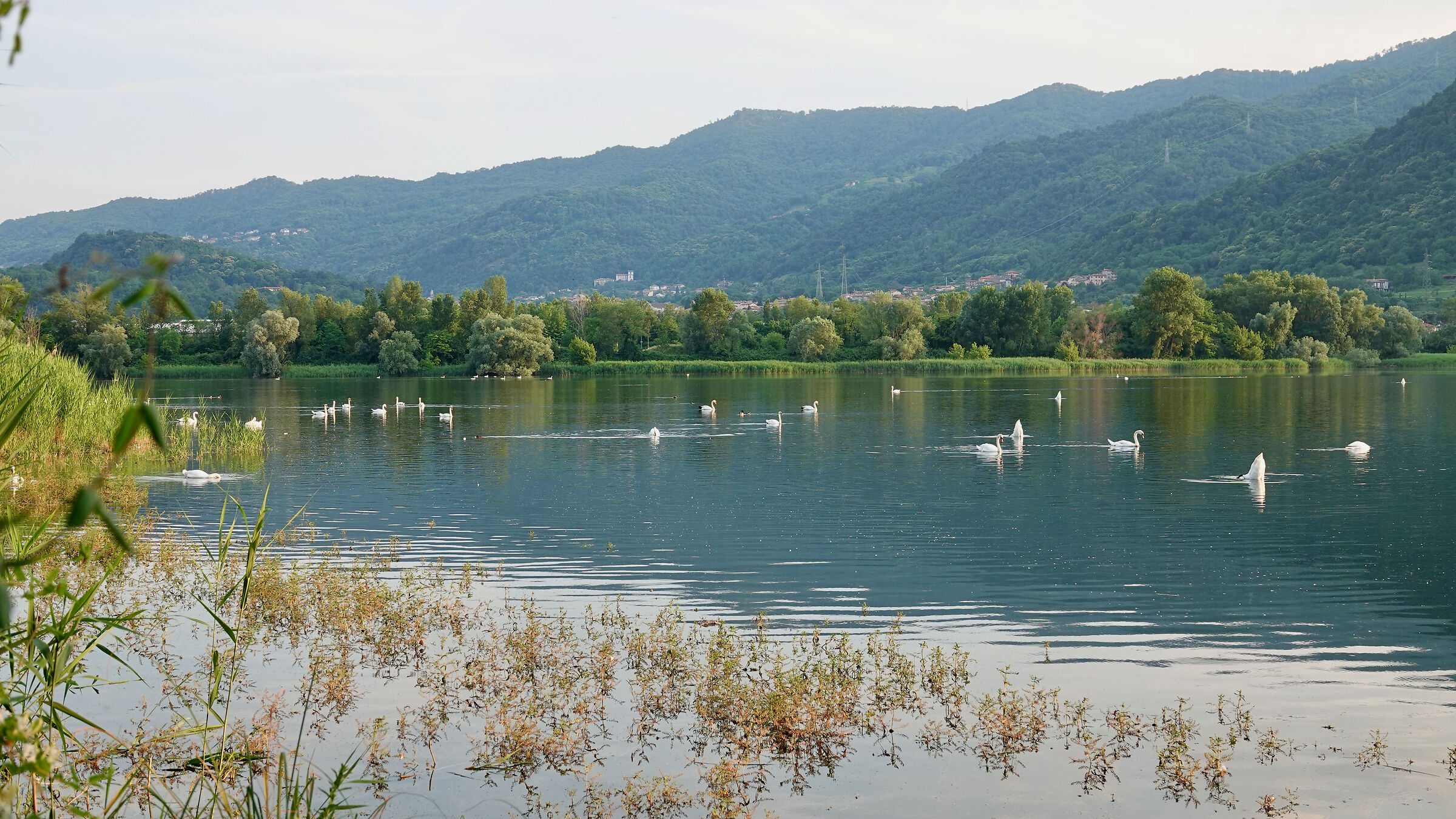 Lago dei cigni