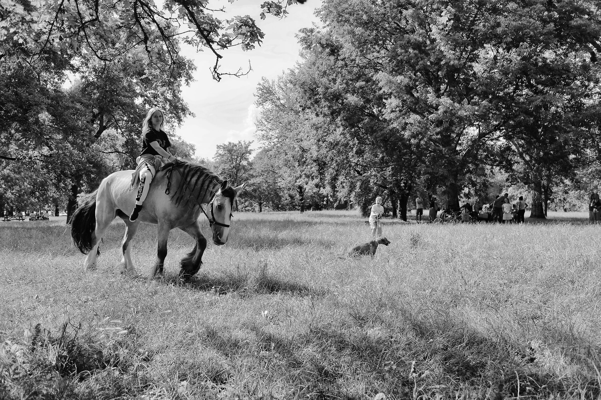 The horse