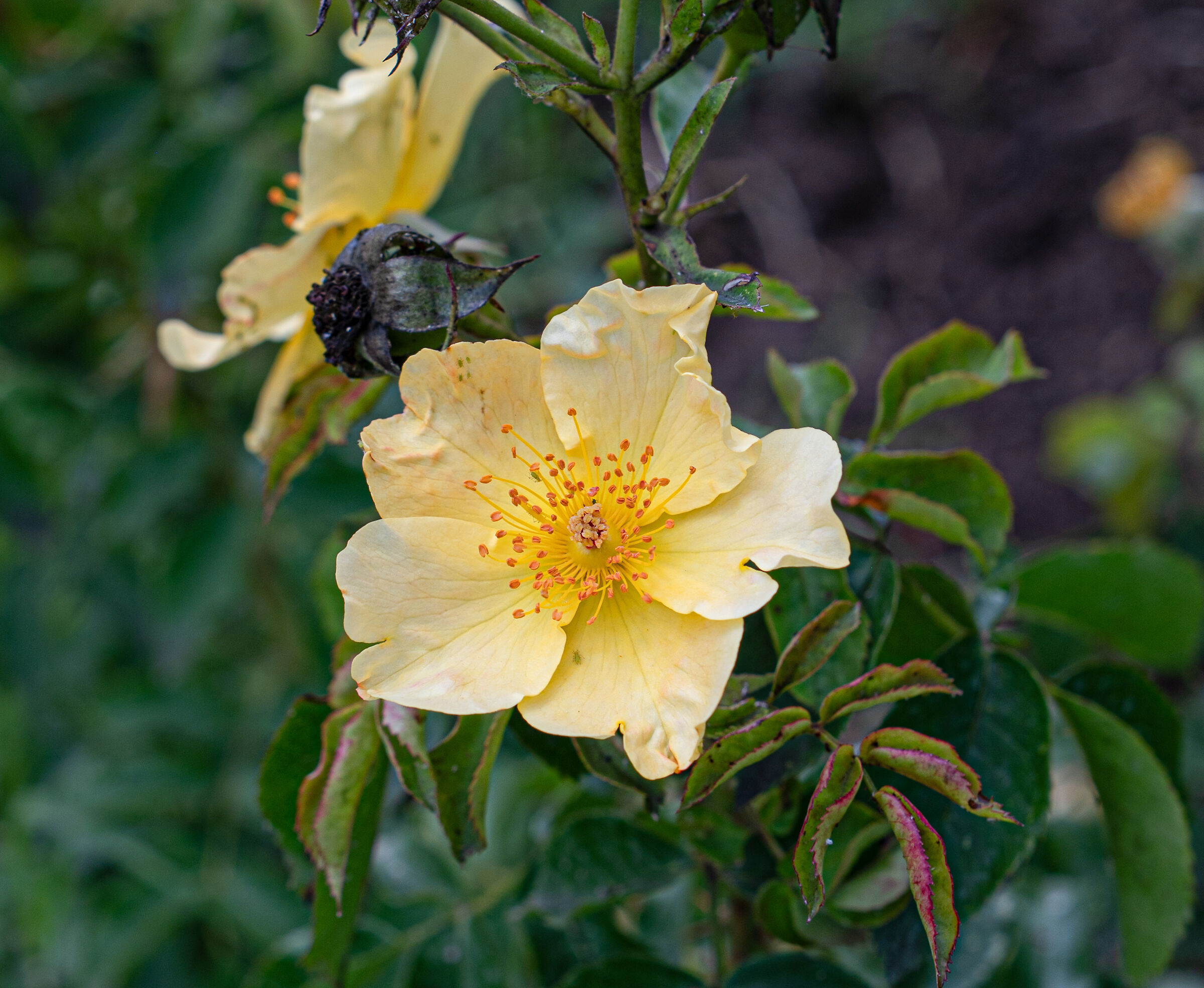 rose