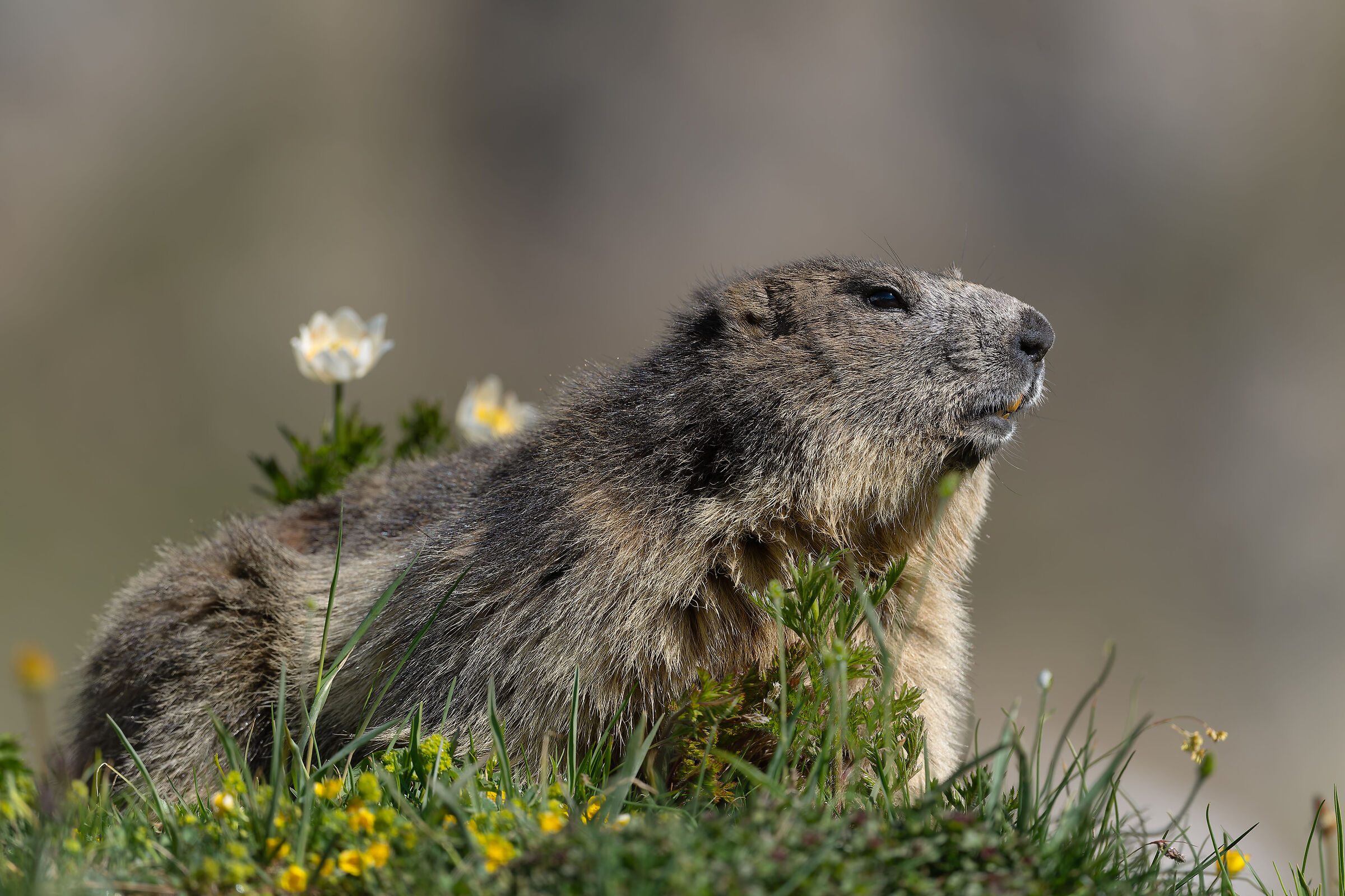 Marmotta - Gran Paradiso National Park - Piedmont