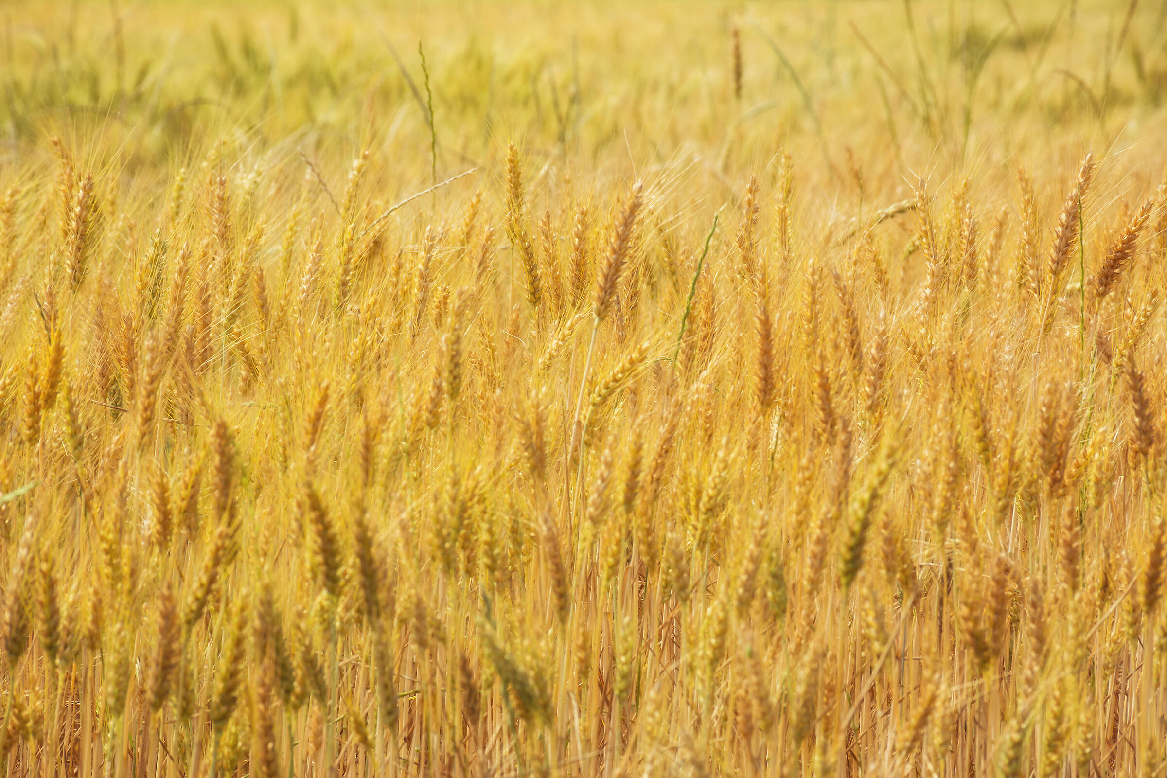 The magic of wheat