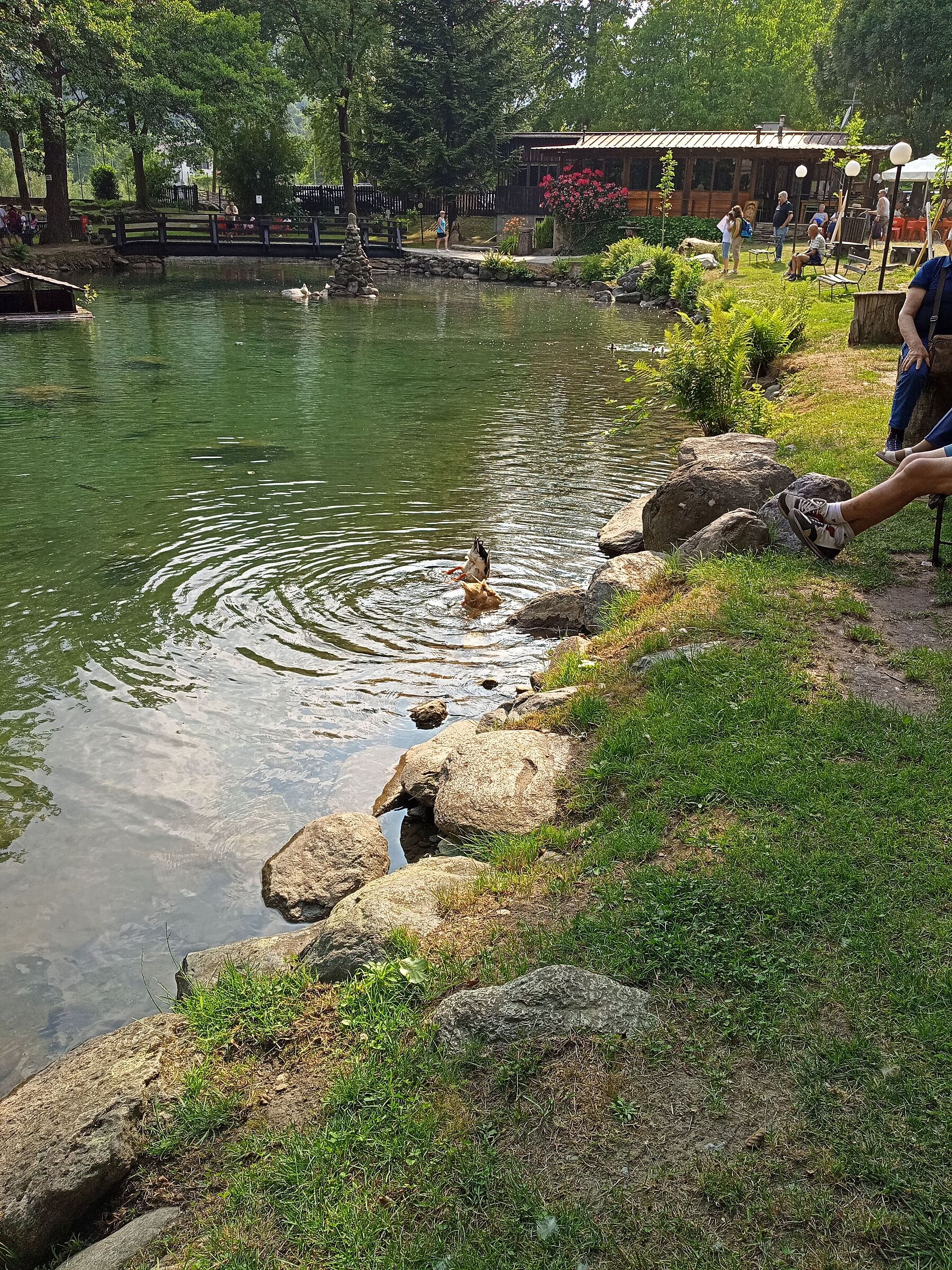 Pond