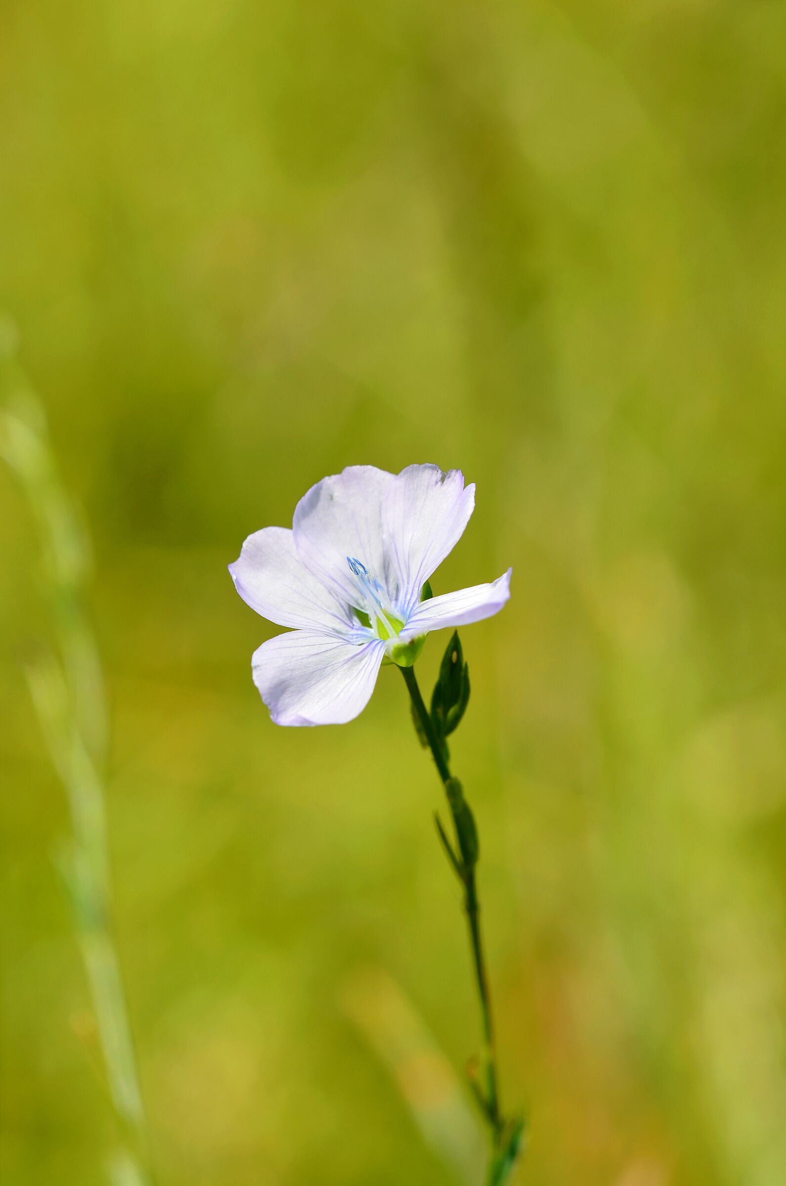 Wild flax