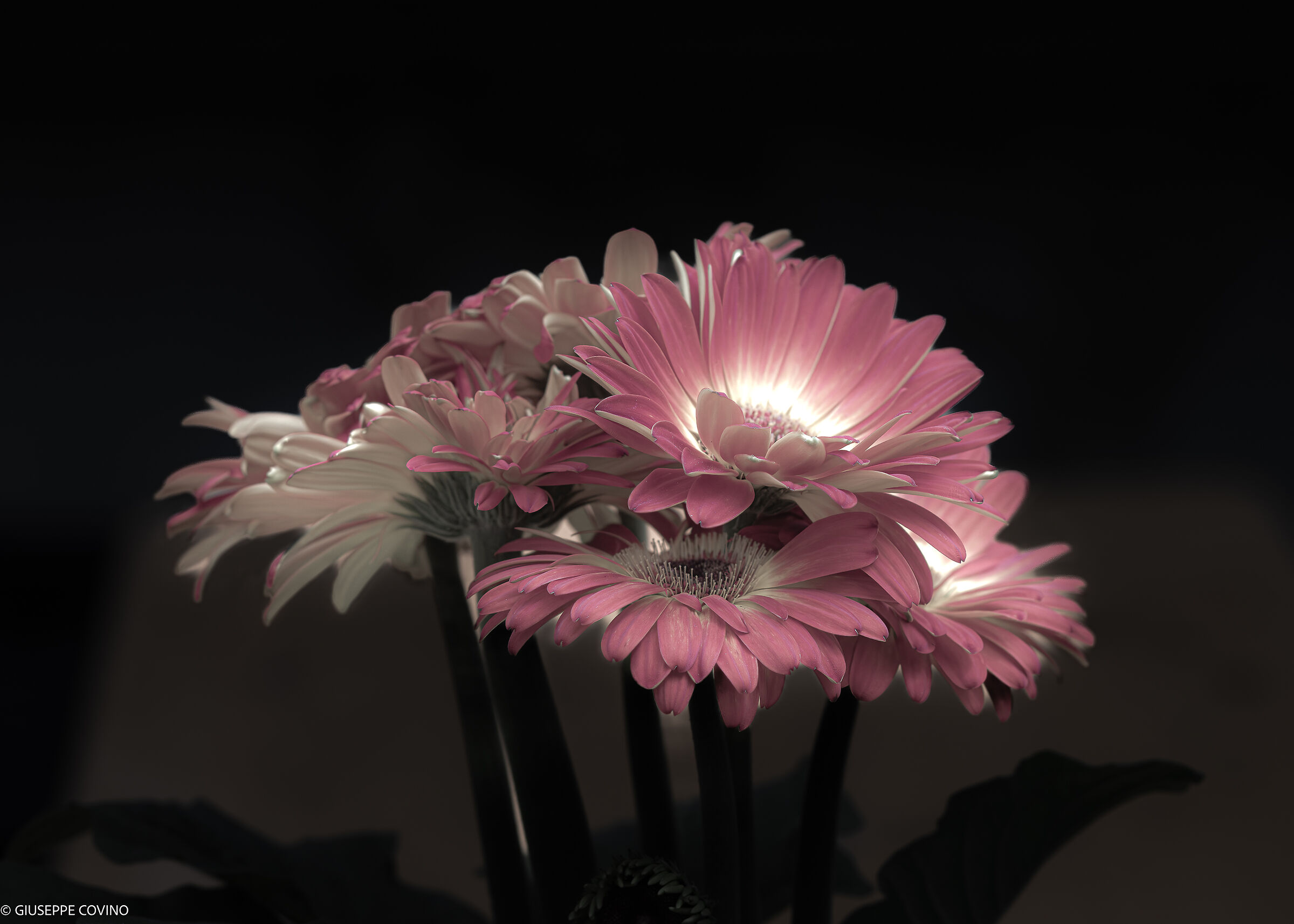 Pale Gerberas