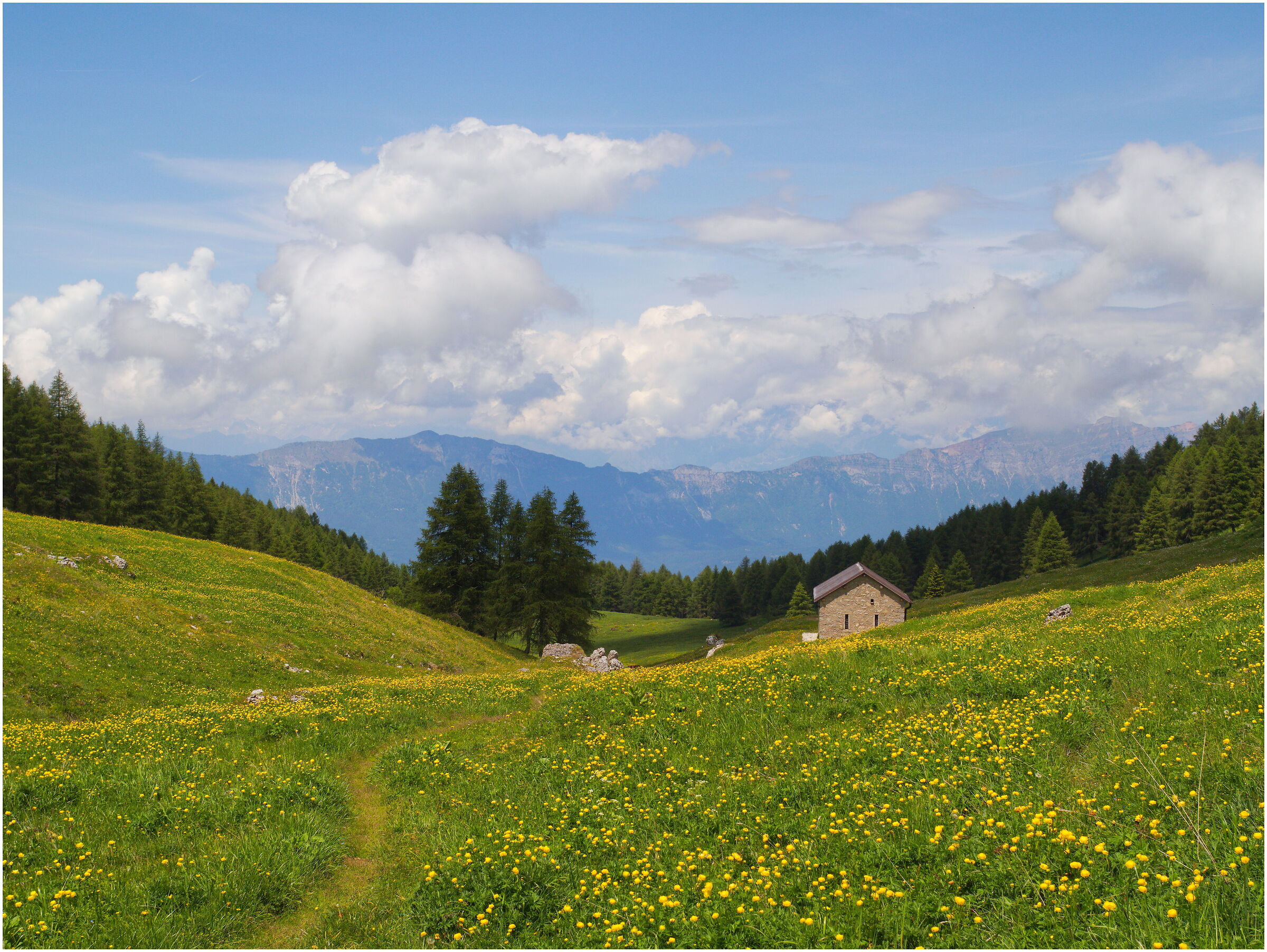 Fioritura a malga Zocchi - Pasubio