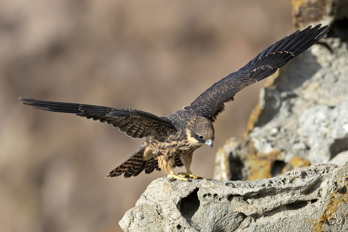 Falco della regina