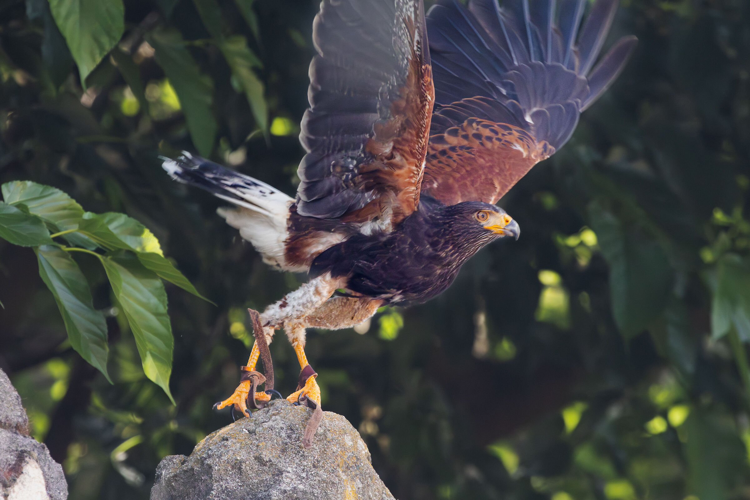 Harris' buzzard