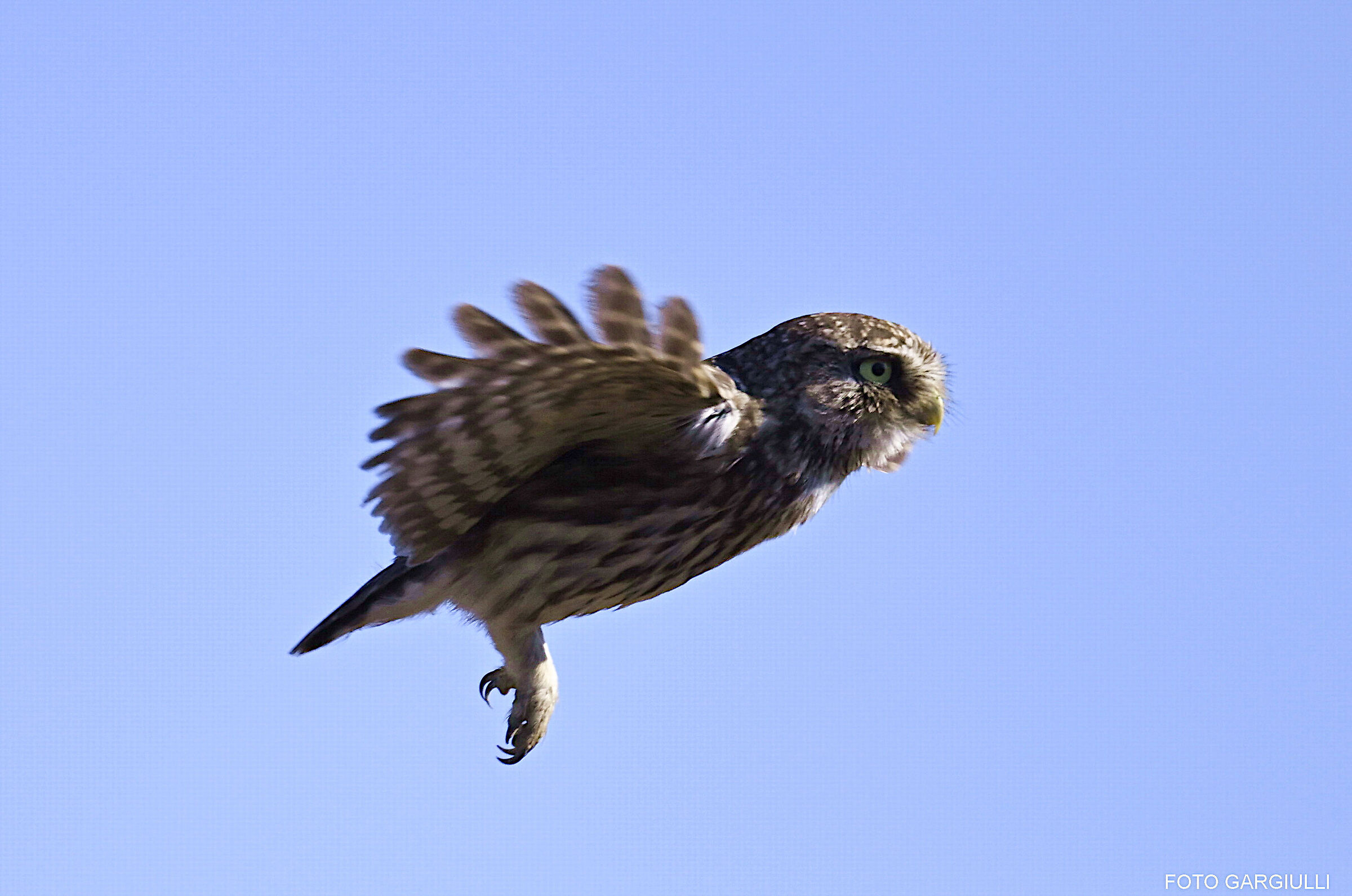 Owl in flight