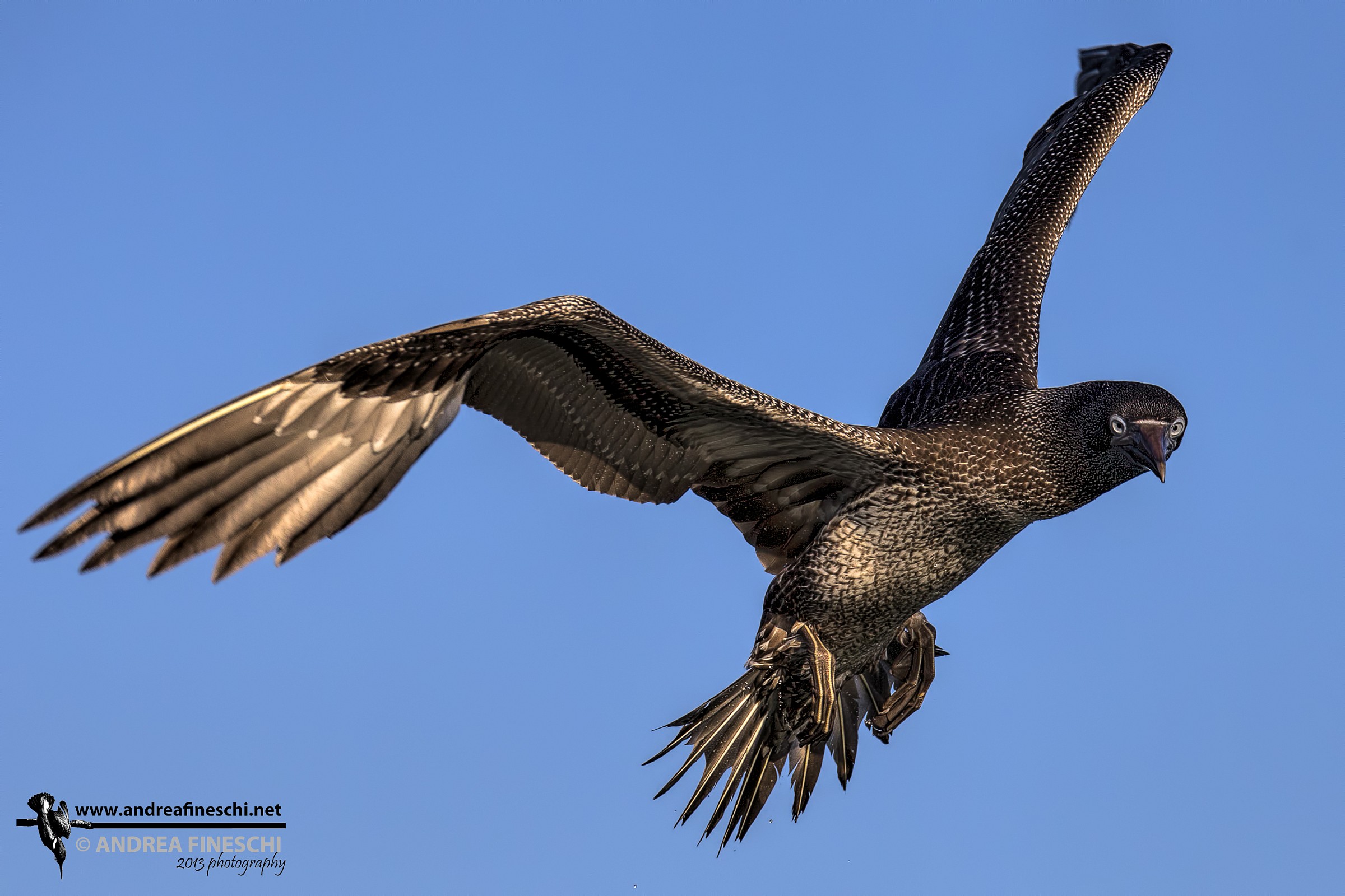 Sula bassana giovane