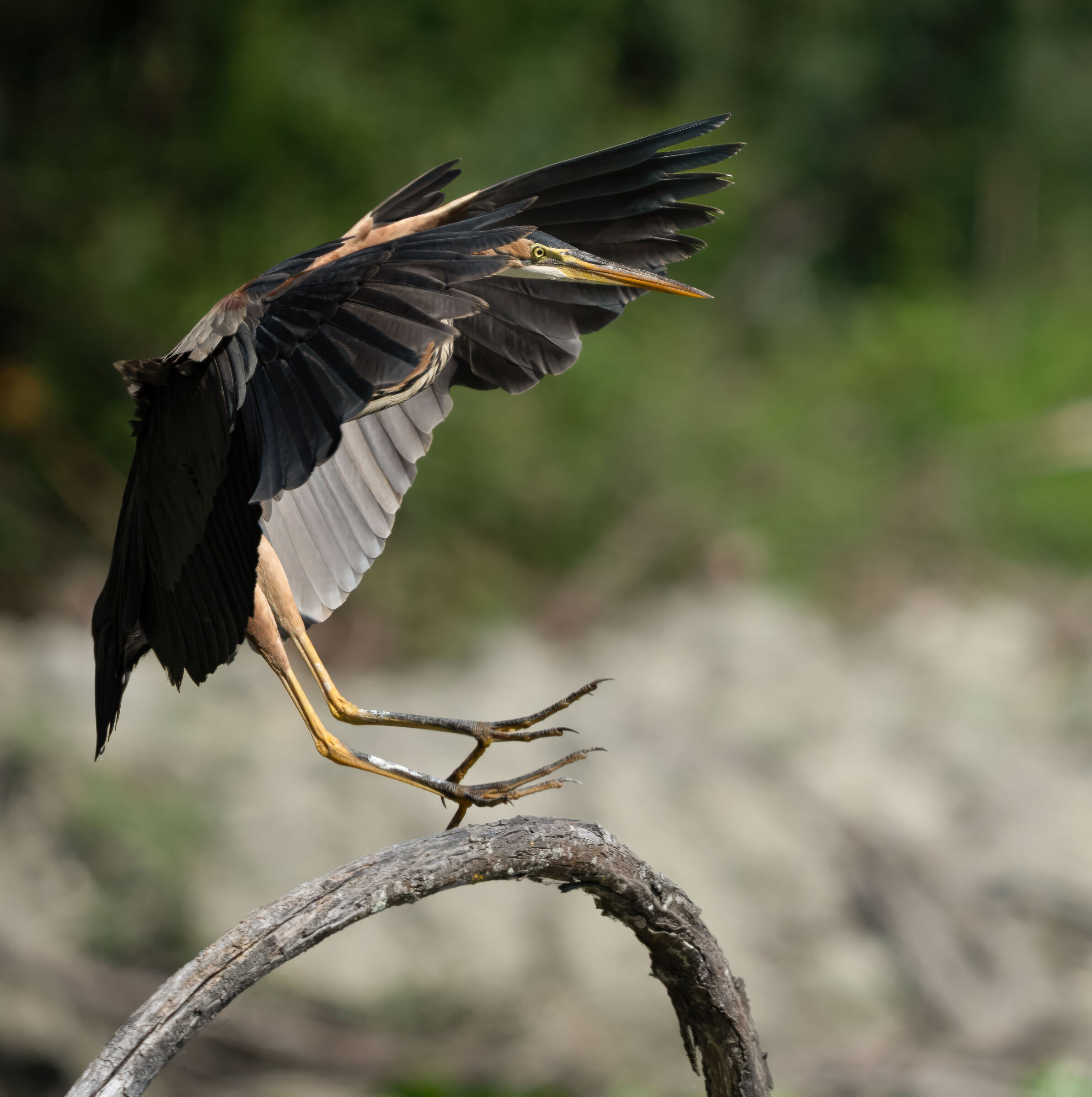 Purple Heron Landing