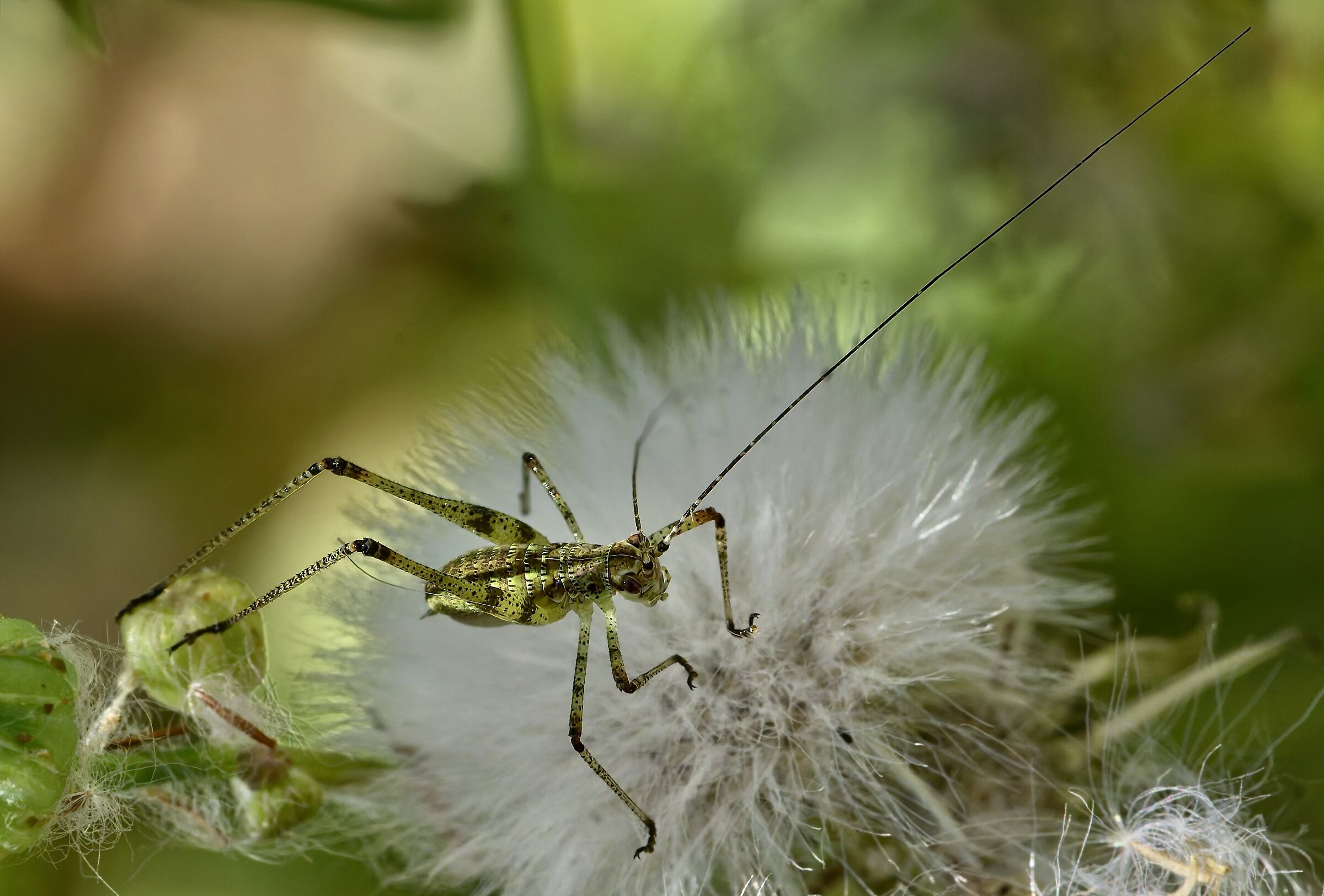 Phaneroptera nana