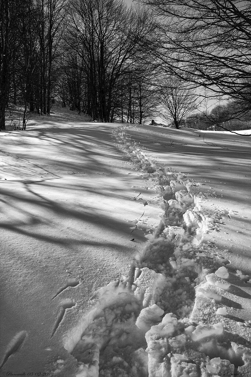 Walking through the woods