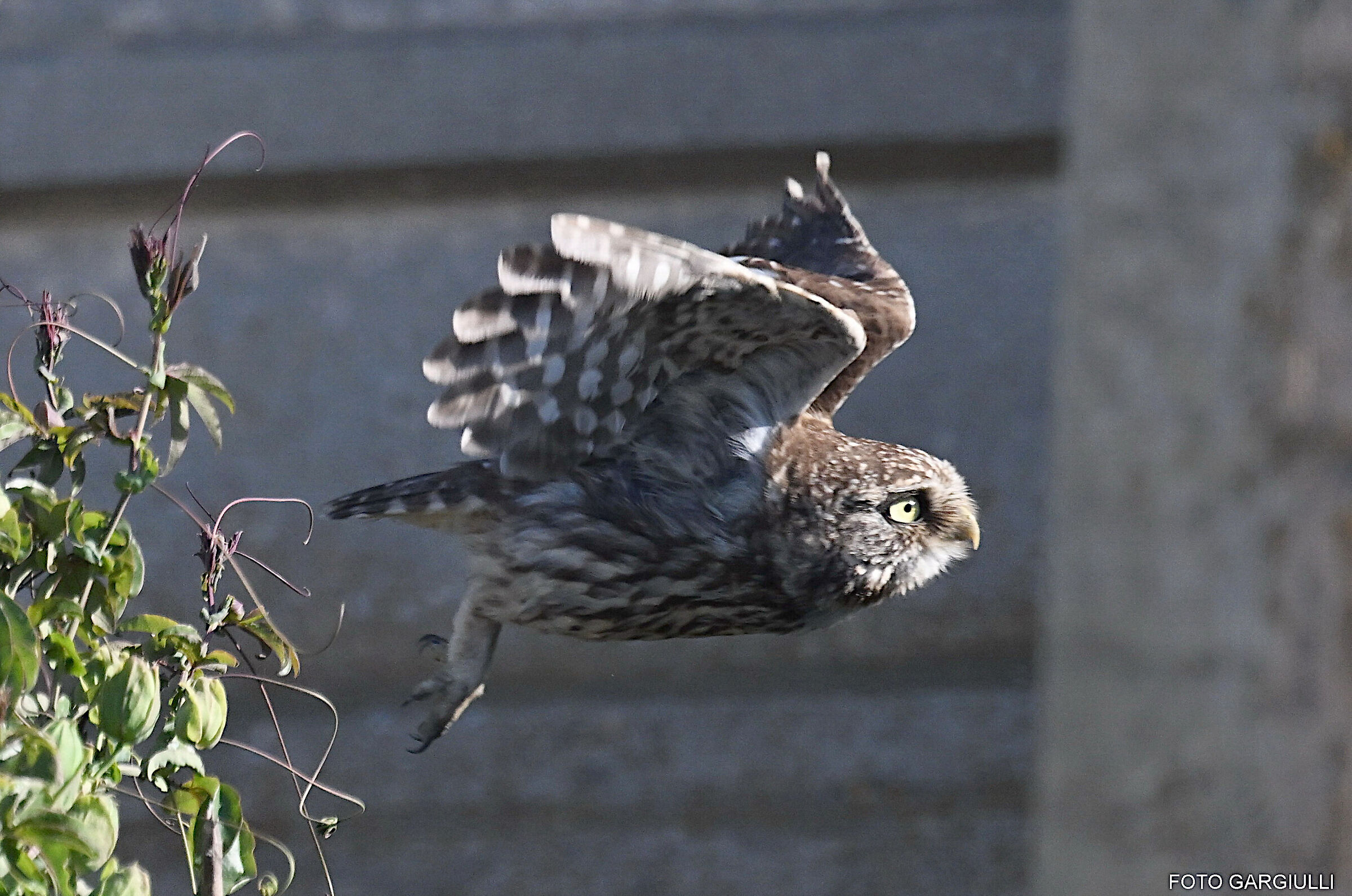 Owl in flight