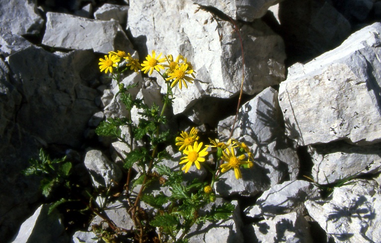 Flowers among the stones