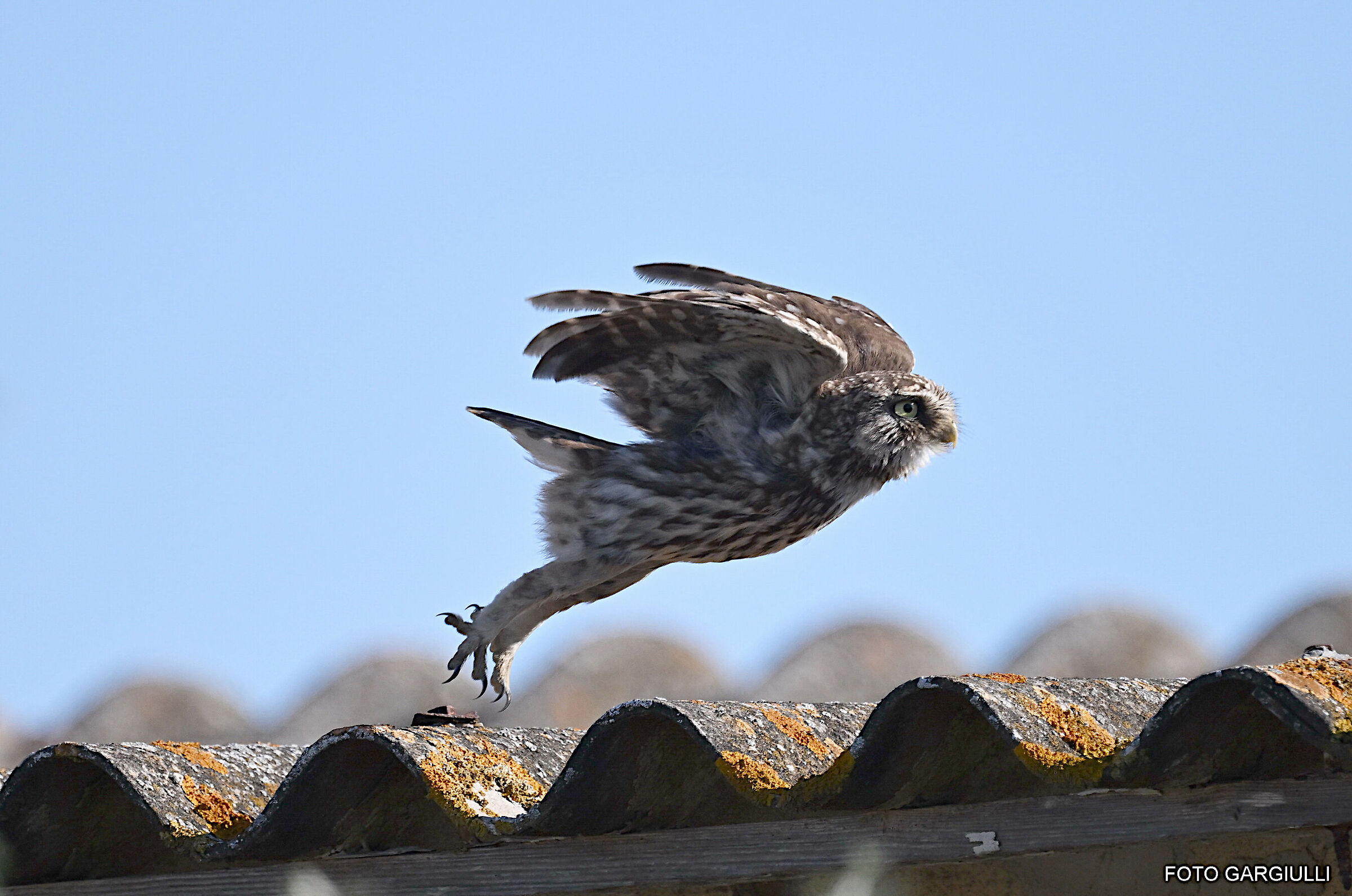 The detachment of the owl