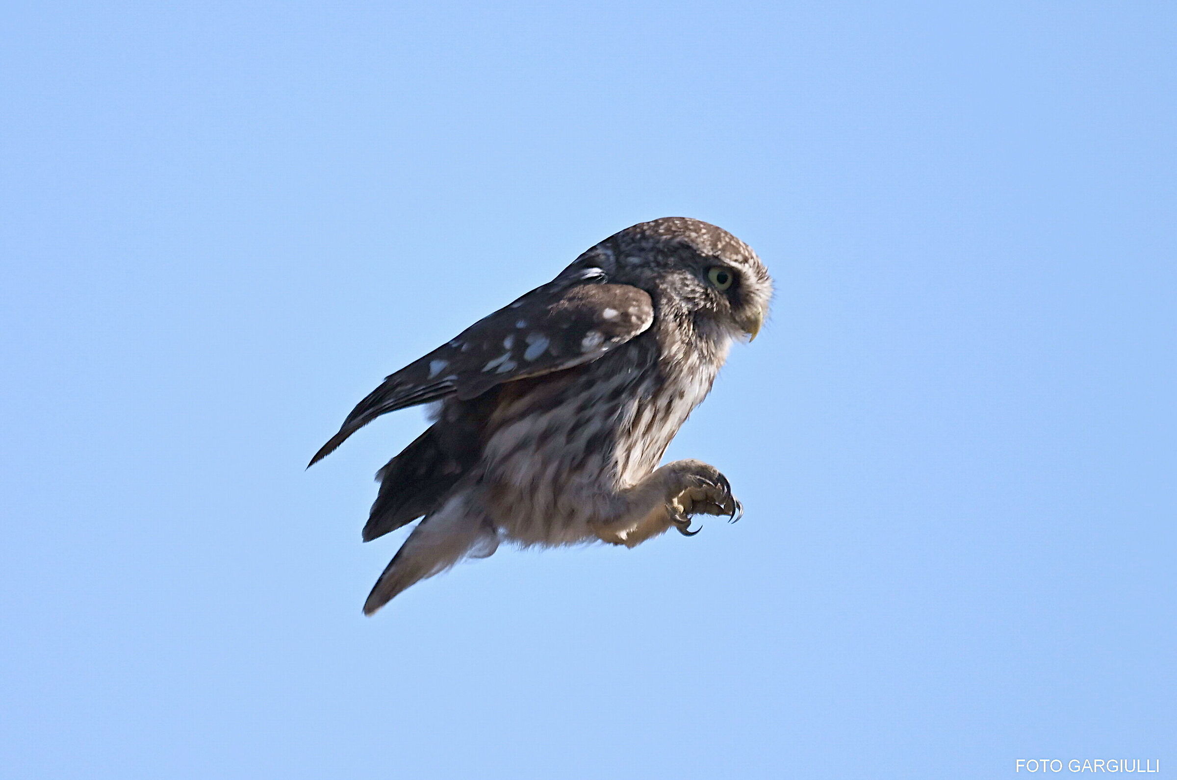 Owl