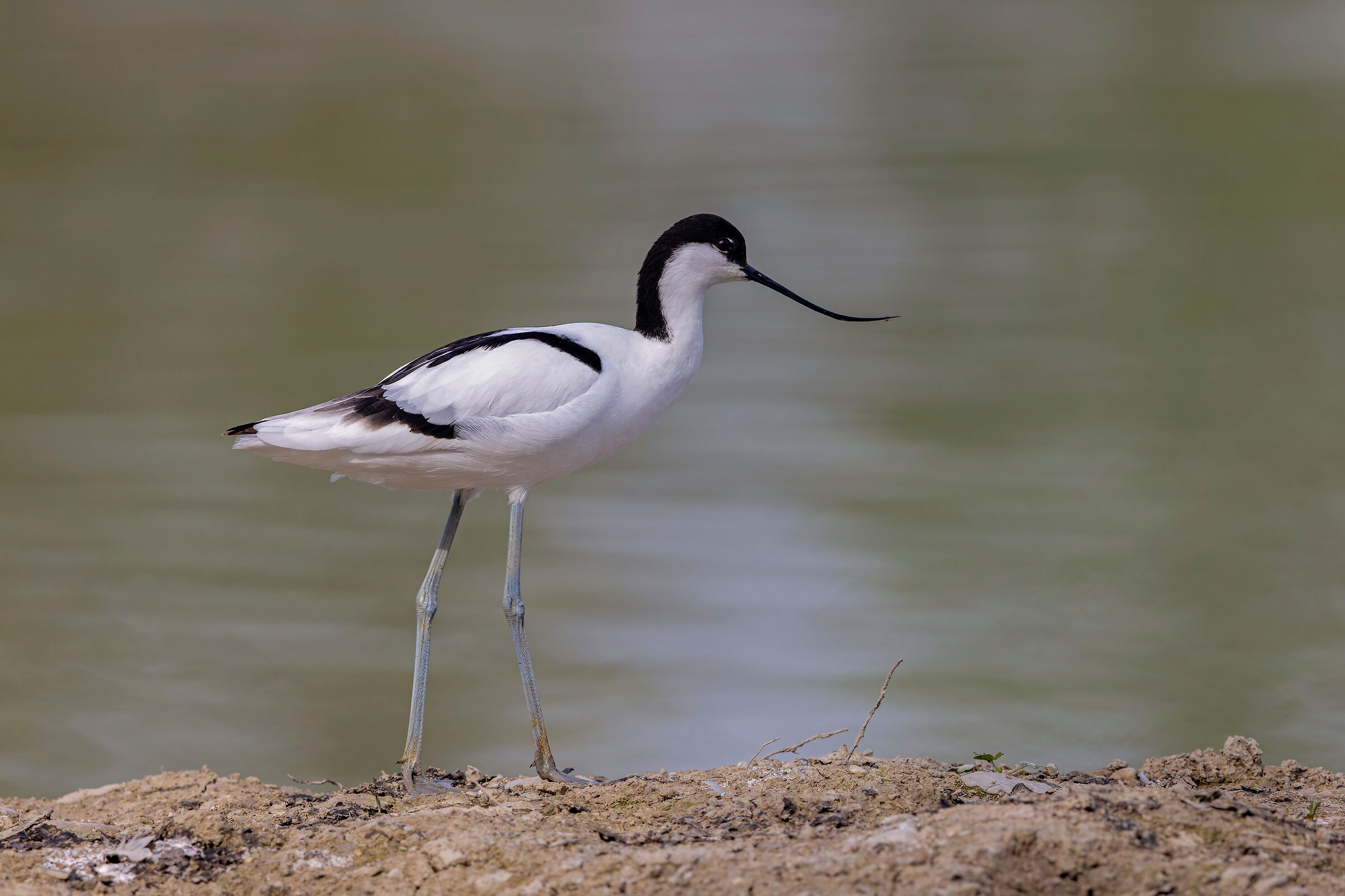 Avocet