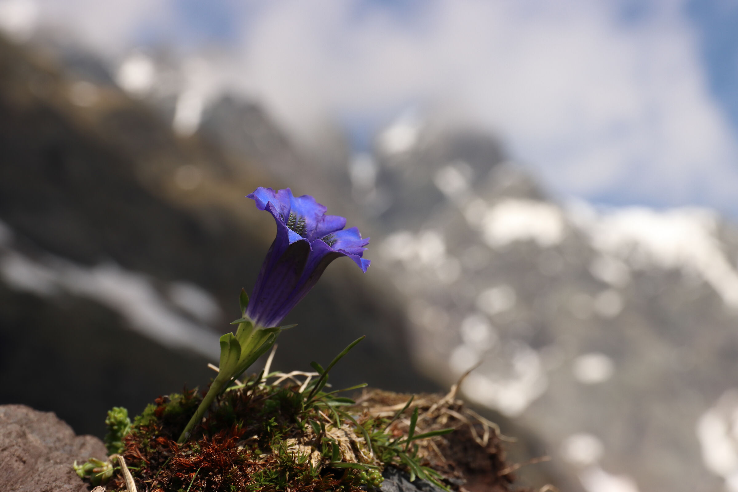 gentian in Val di Coca