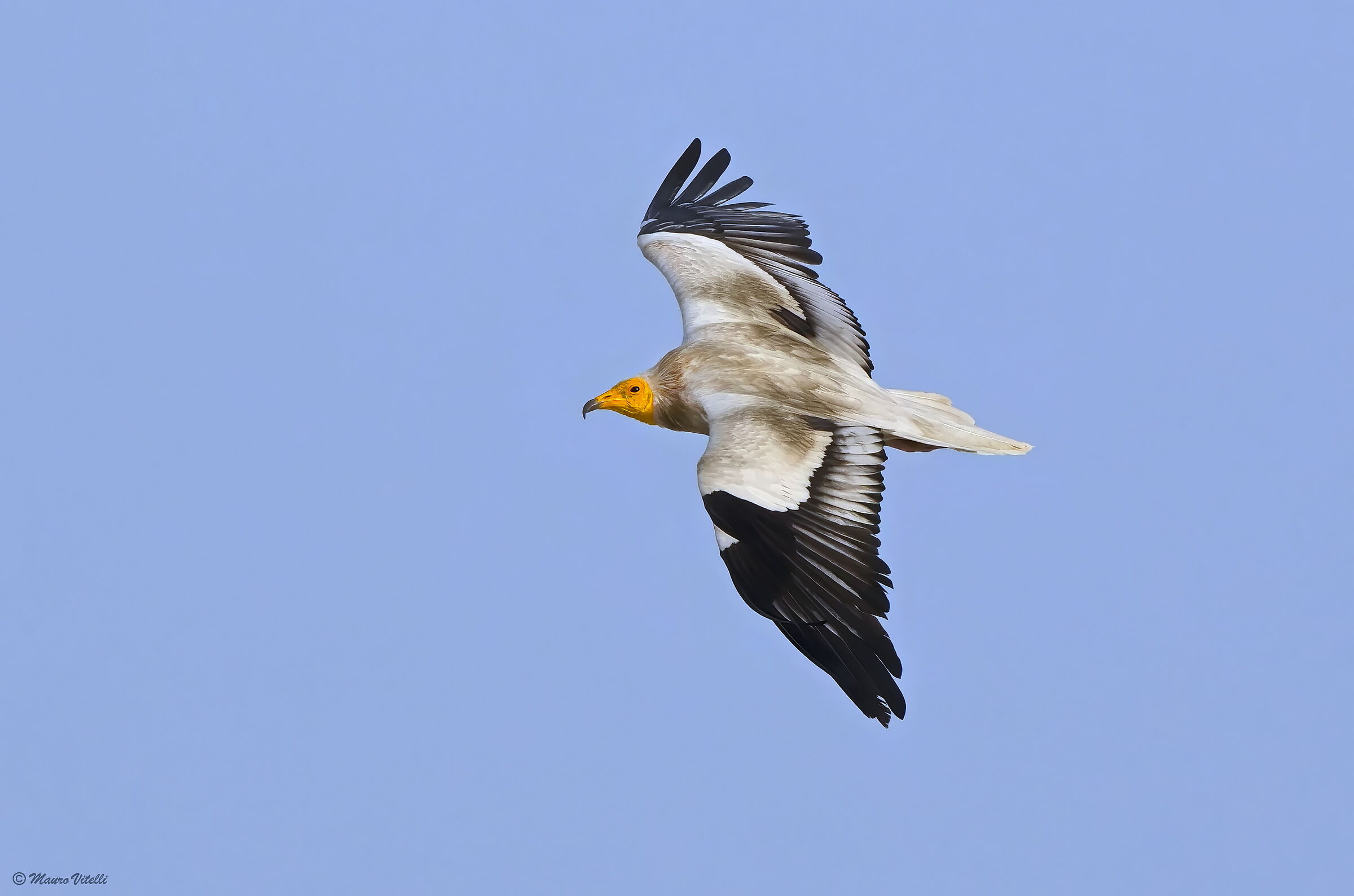 Egyptian vulture (Neophron percnopterus)