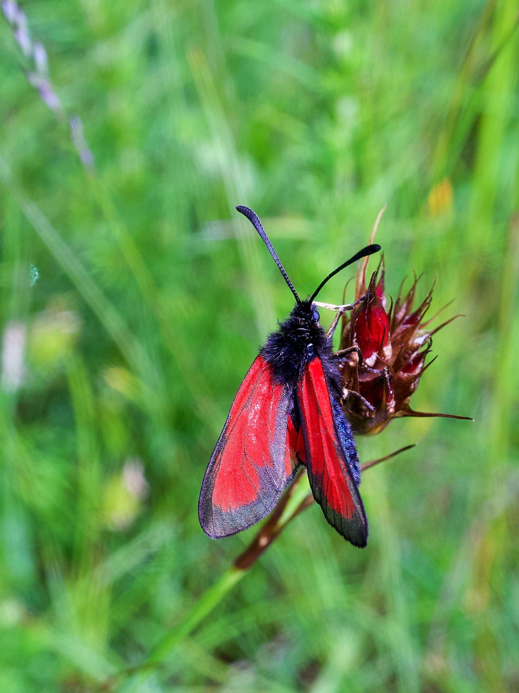 Zygaena rubicunda