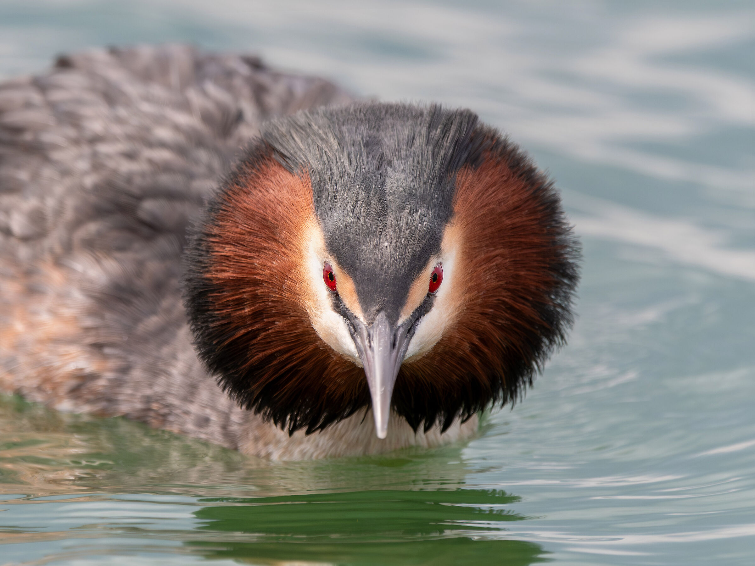 Il leone! Svasso maggiore (Podiceps cristatus)