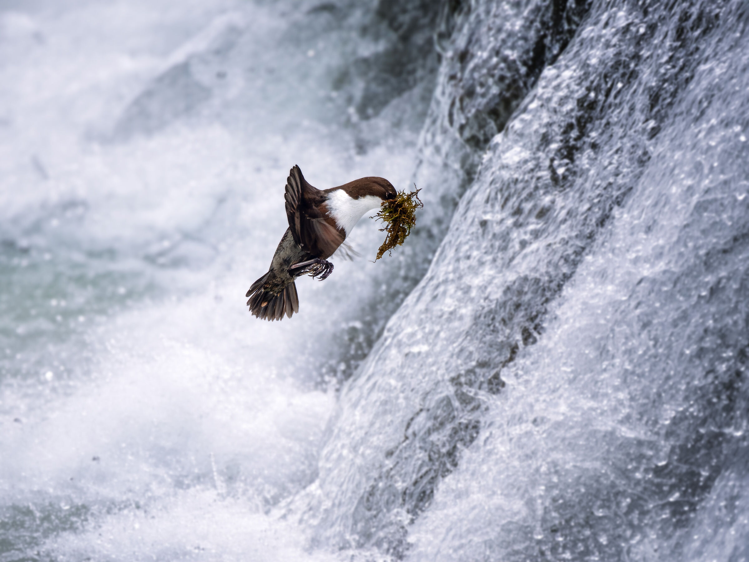 Merlo acquaiolo (Cinclus cinclus)