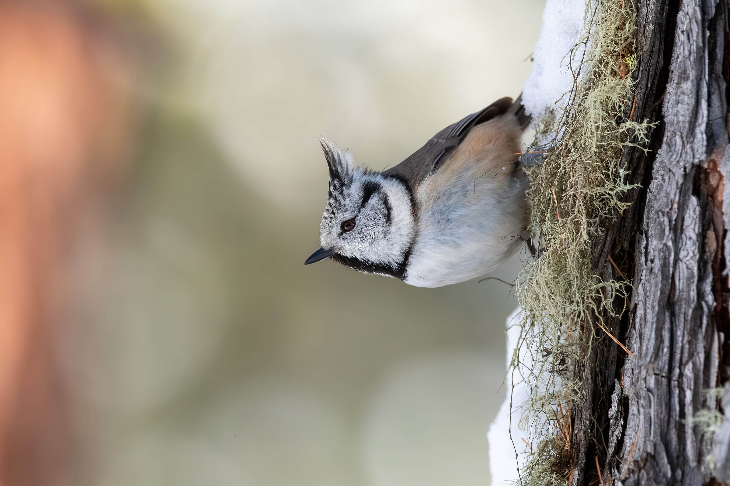 Cincia dal ciuffo (Lophophanes ccristatus)